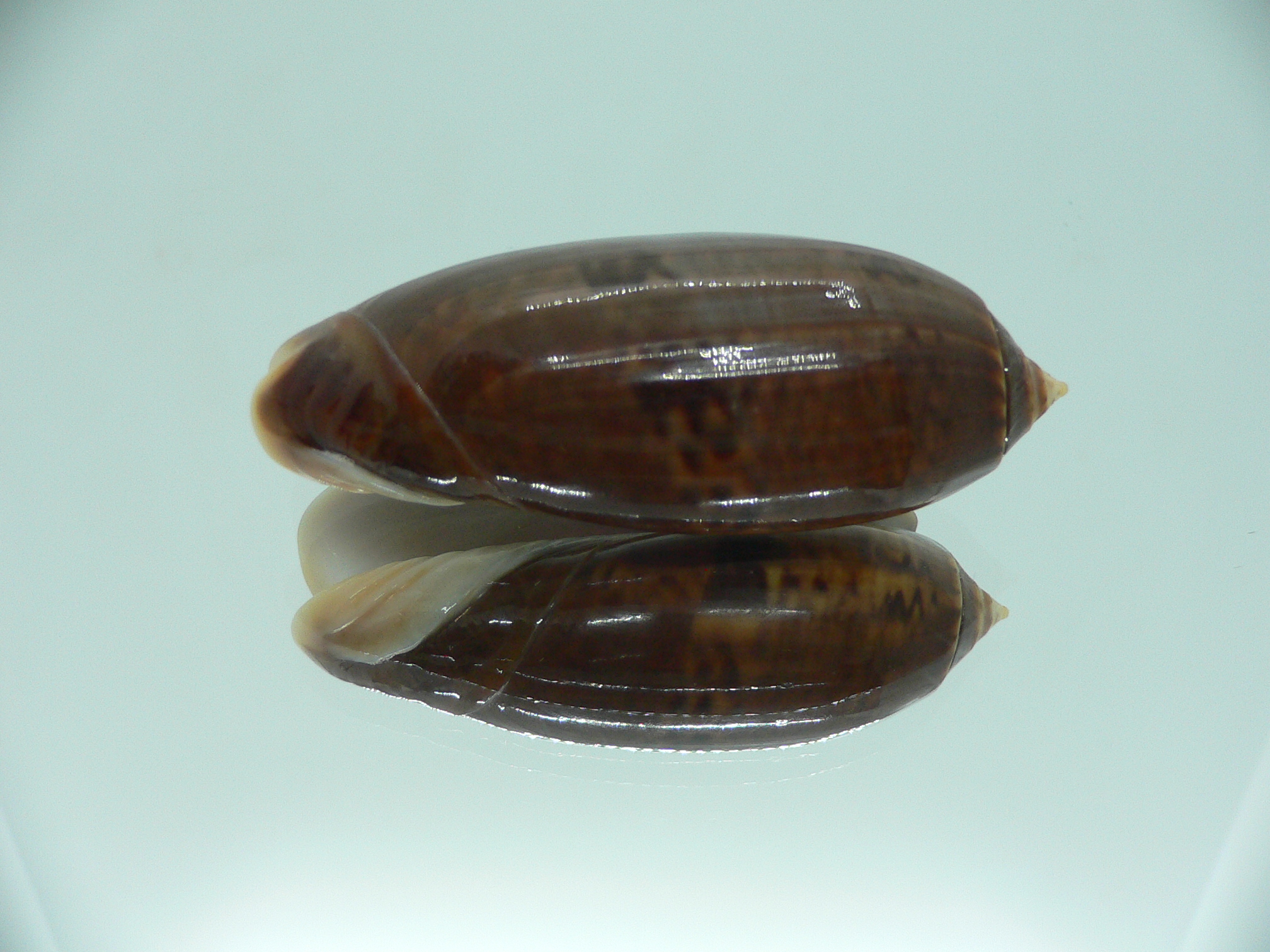 Oliva irisans fordii (var.) SUPER COLORING & BIG