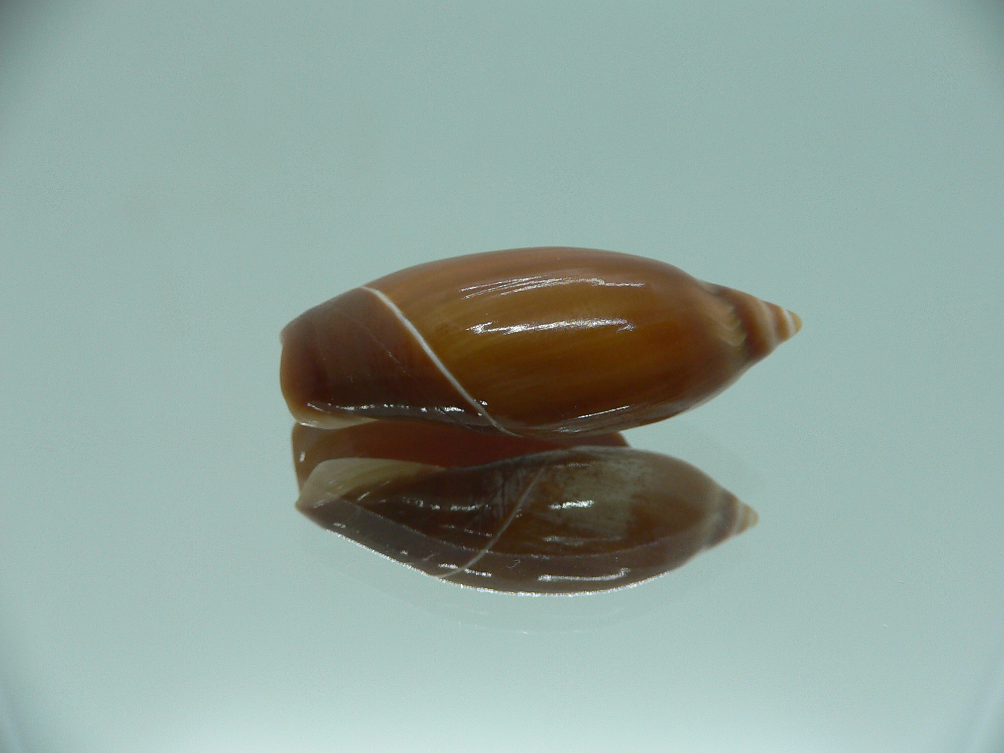 Ancilla chrysoma BIG