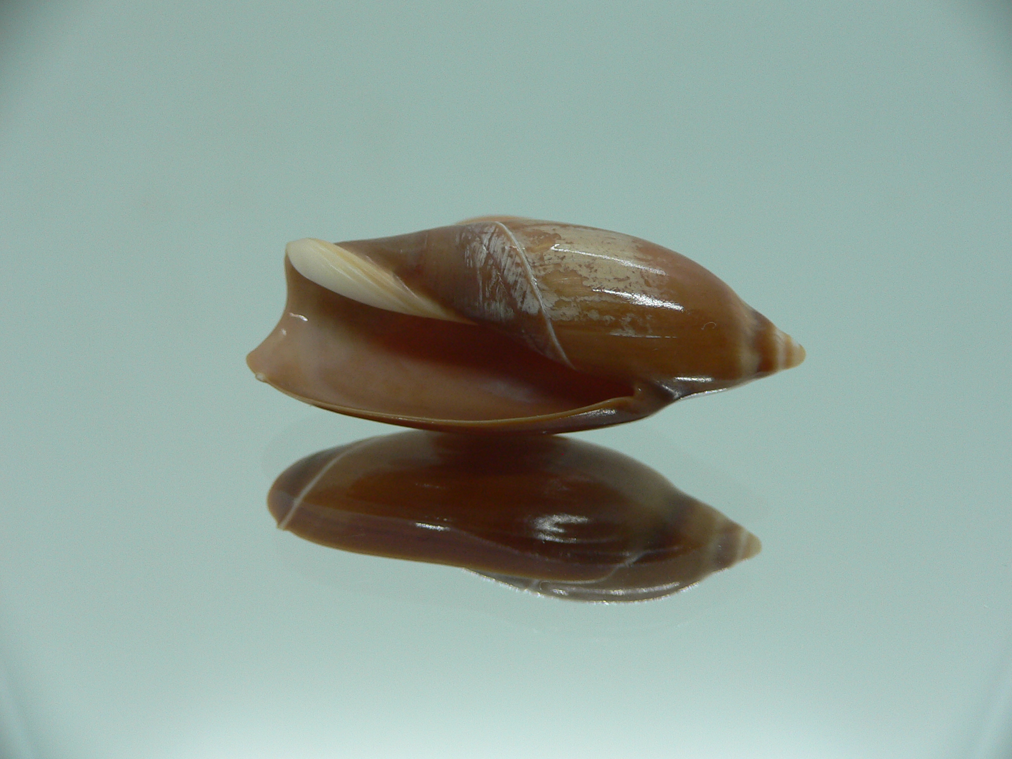 Ancilla chrysoma BIG