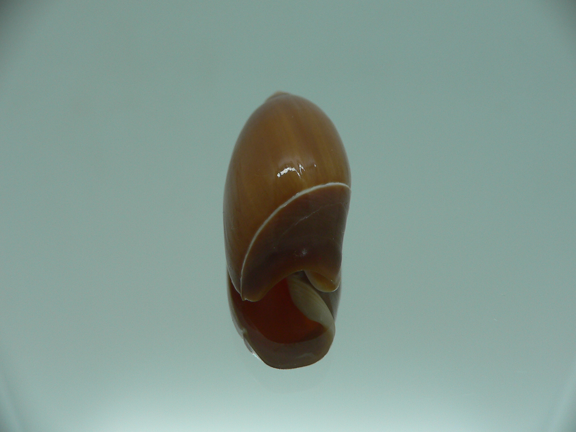 Ancilla chrysoma BIG