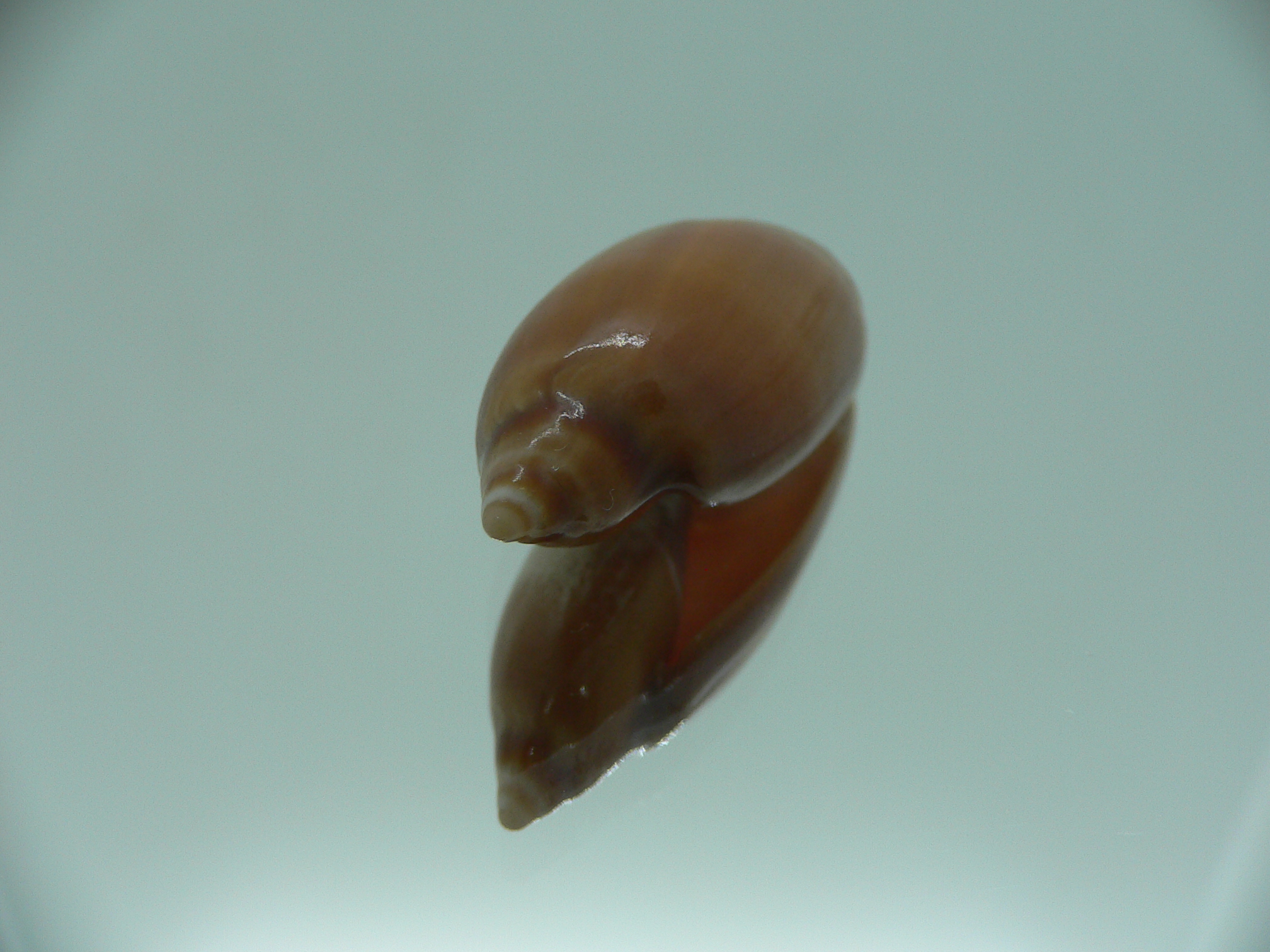 Ancilla chrysoma BIG