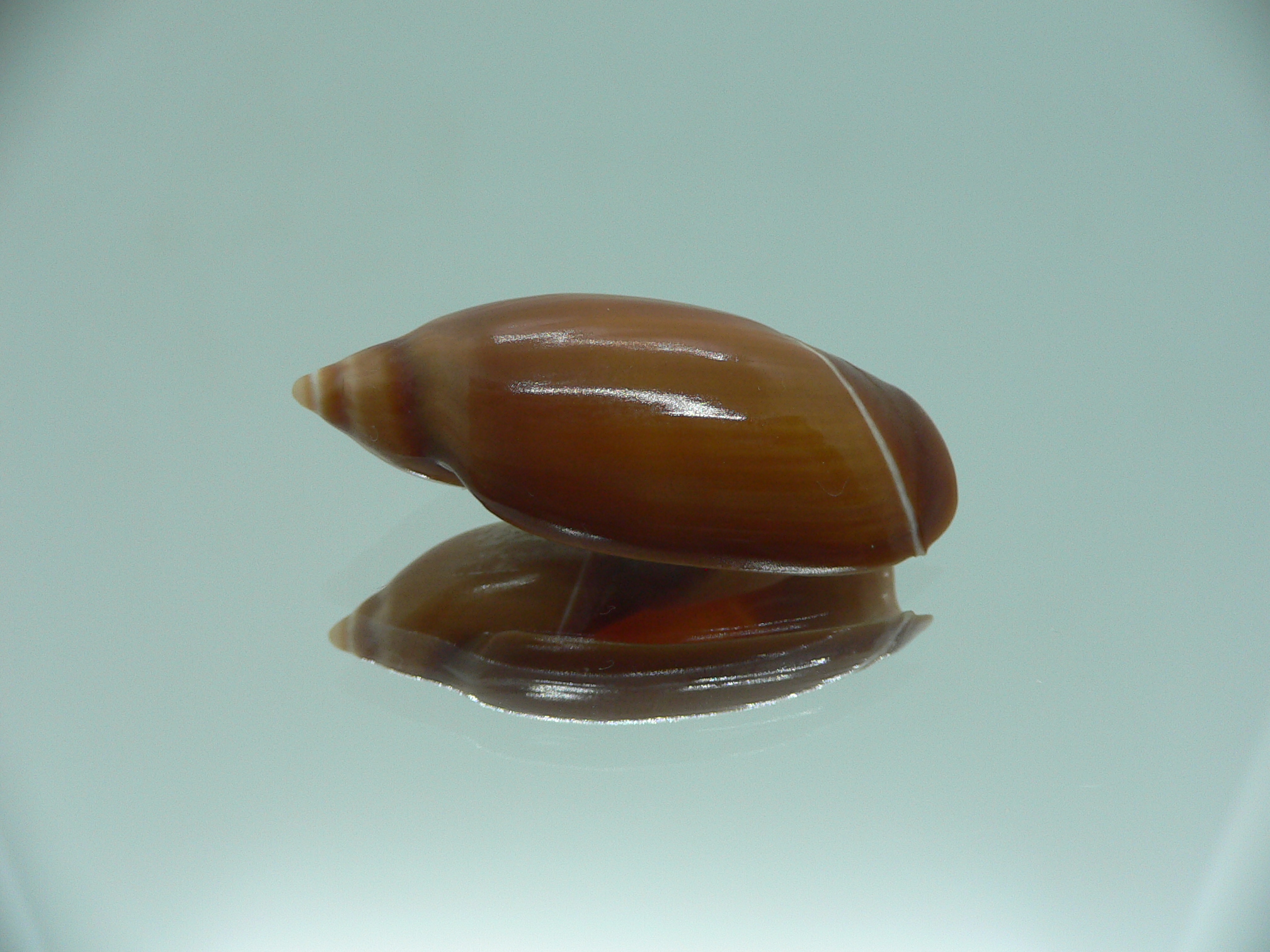 Ancilla chrysoma BIG