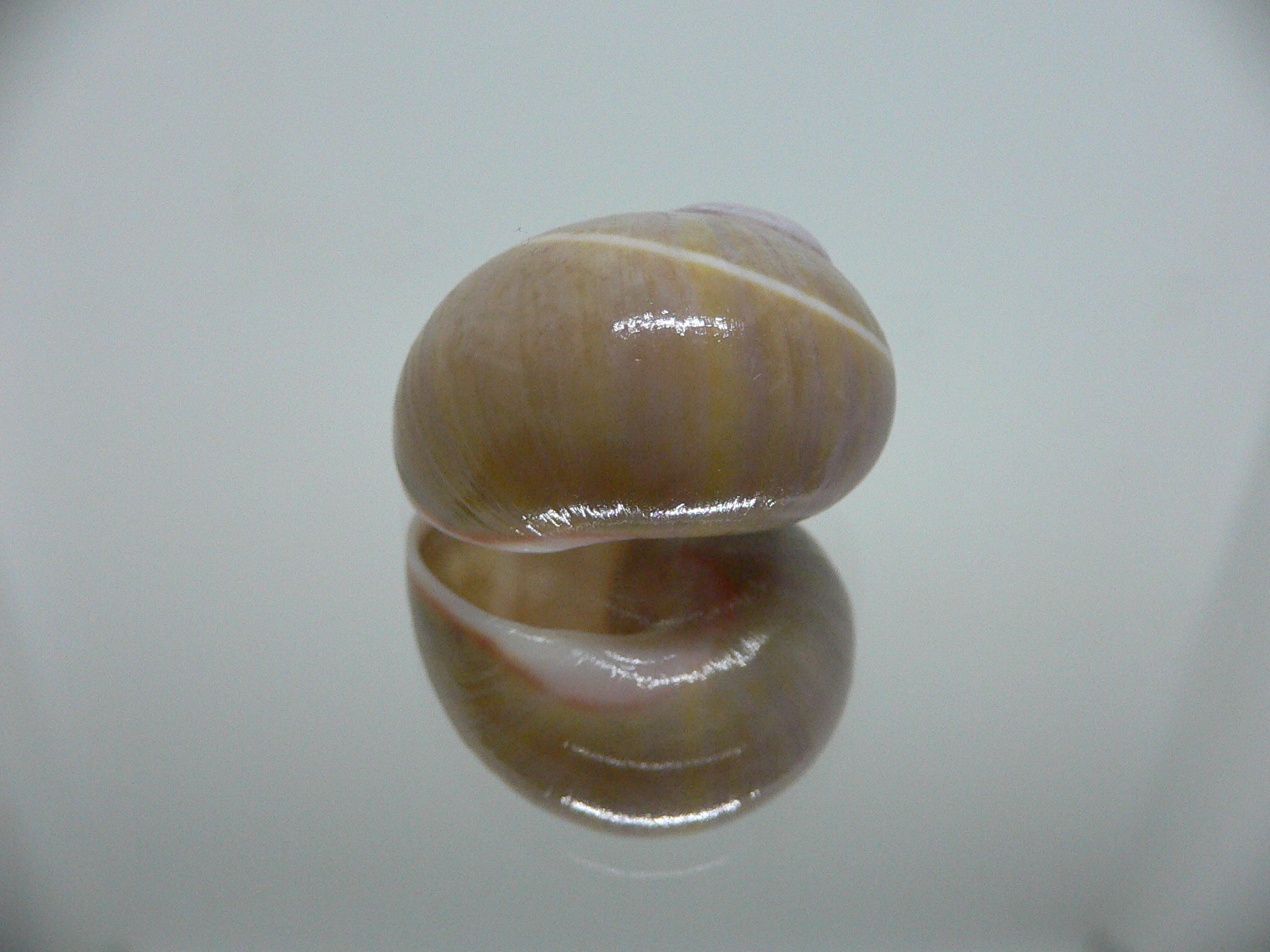 Polymita venusta olivacea RARE