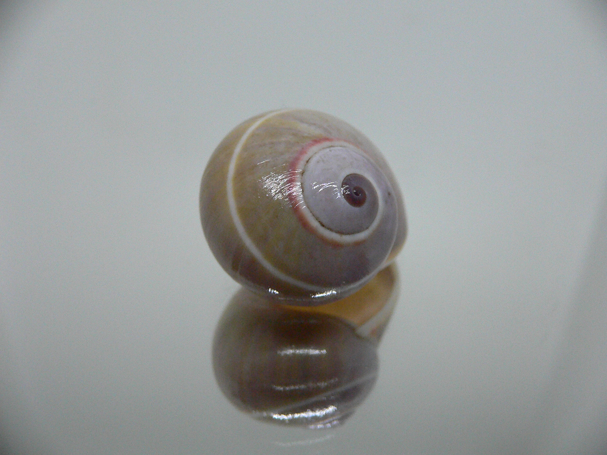 Polymita venusta olivacea RARE