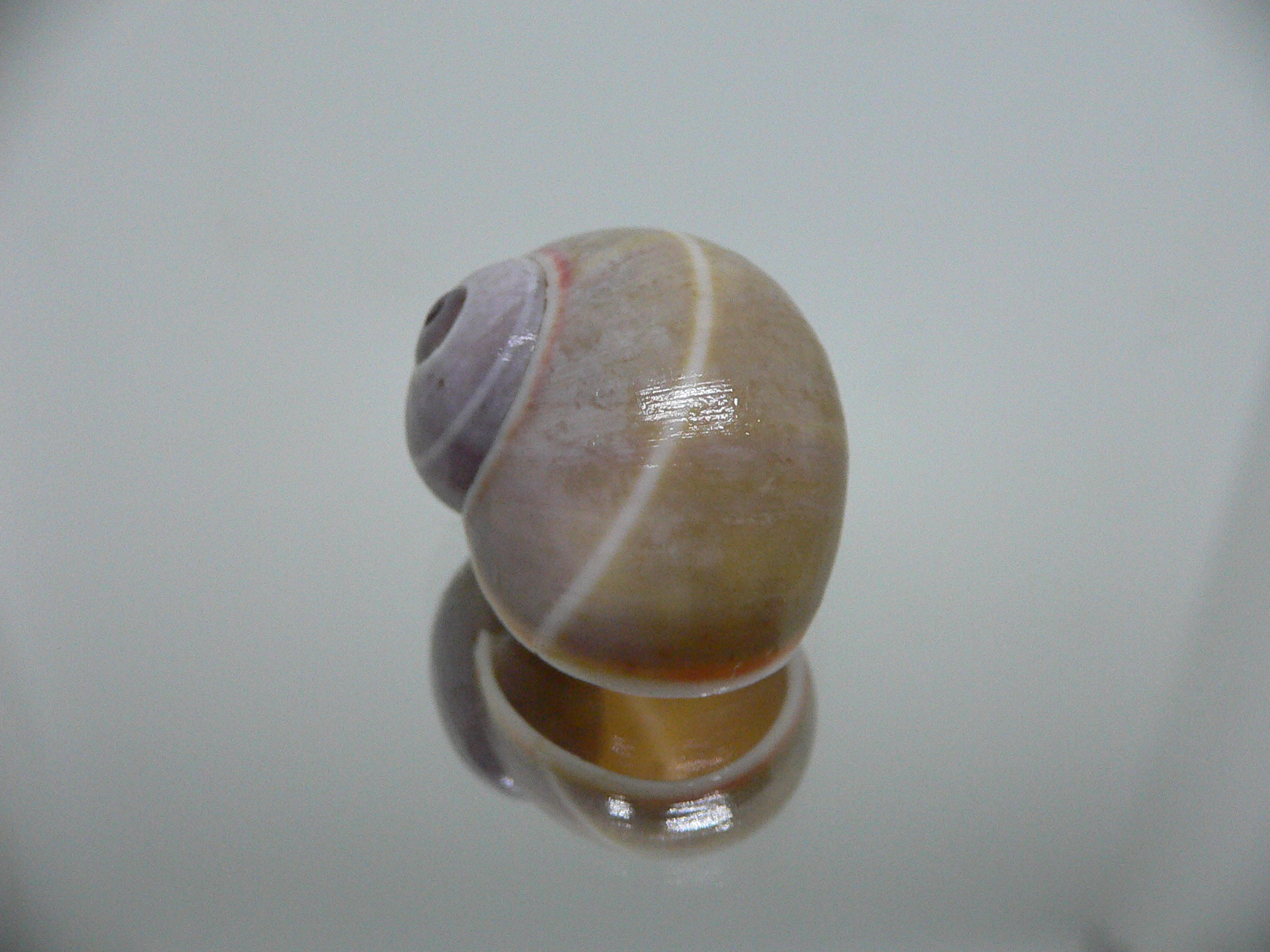 Polymita venusta olivacea RARE