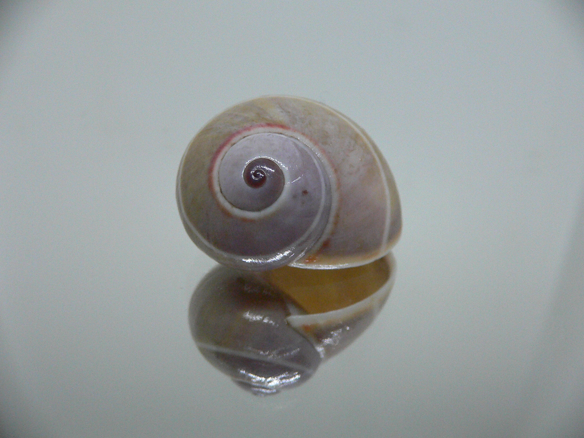 Polymita venusta olivacea RARE