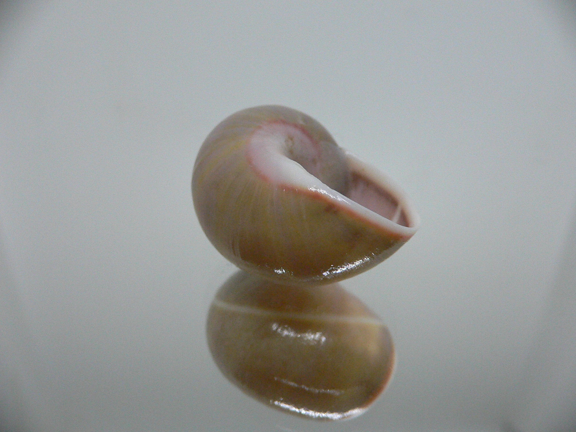 Polymita venusta olivacea RARE