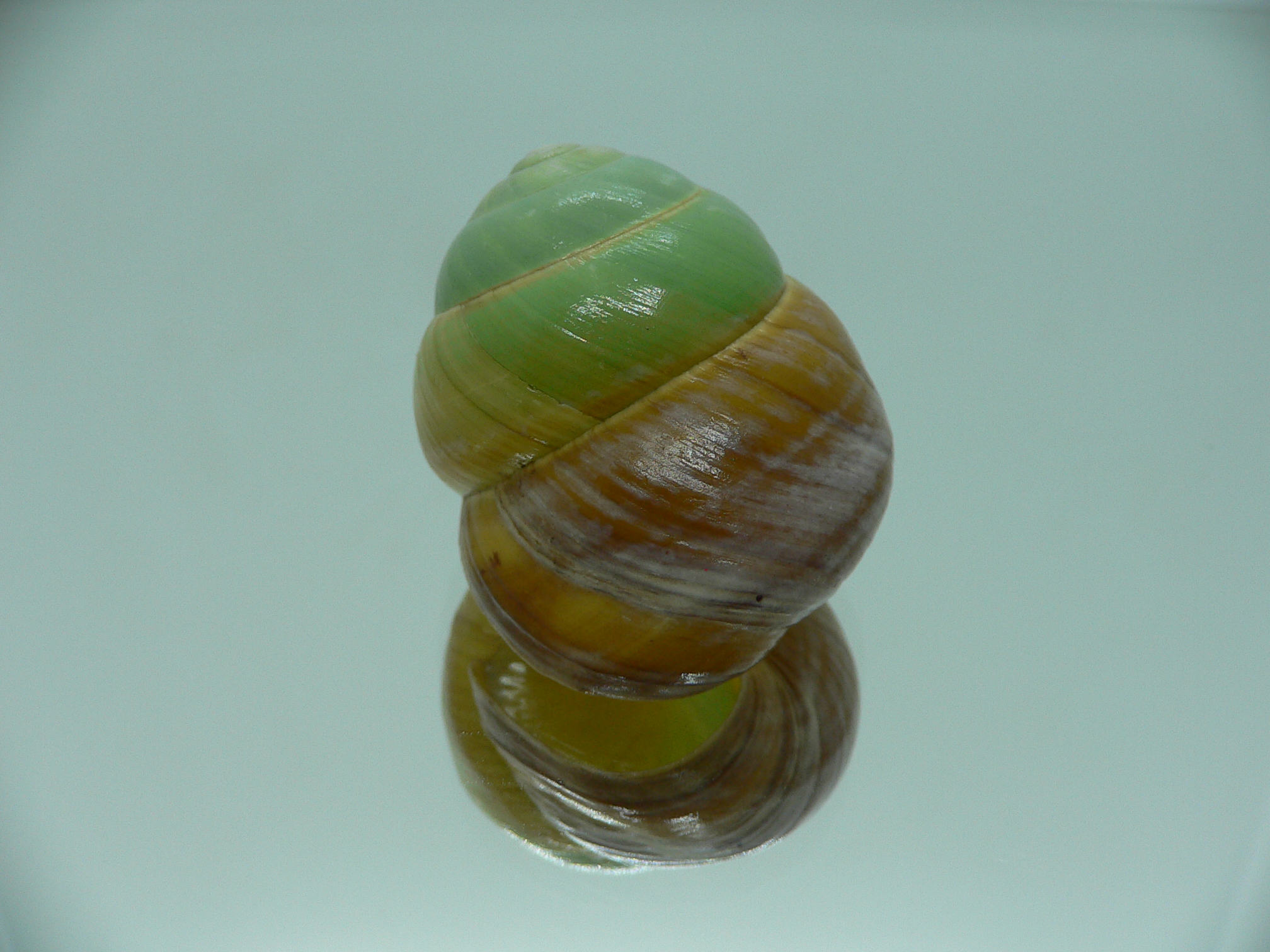 Asperitas bimaensis johnabbasi BIG & COLOR