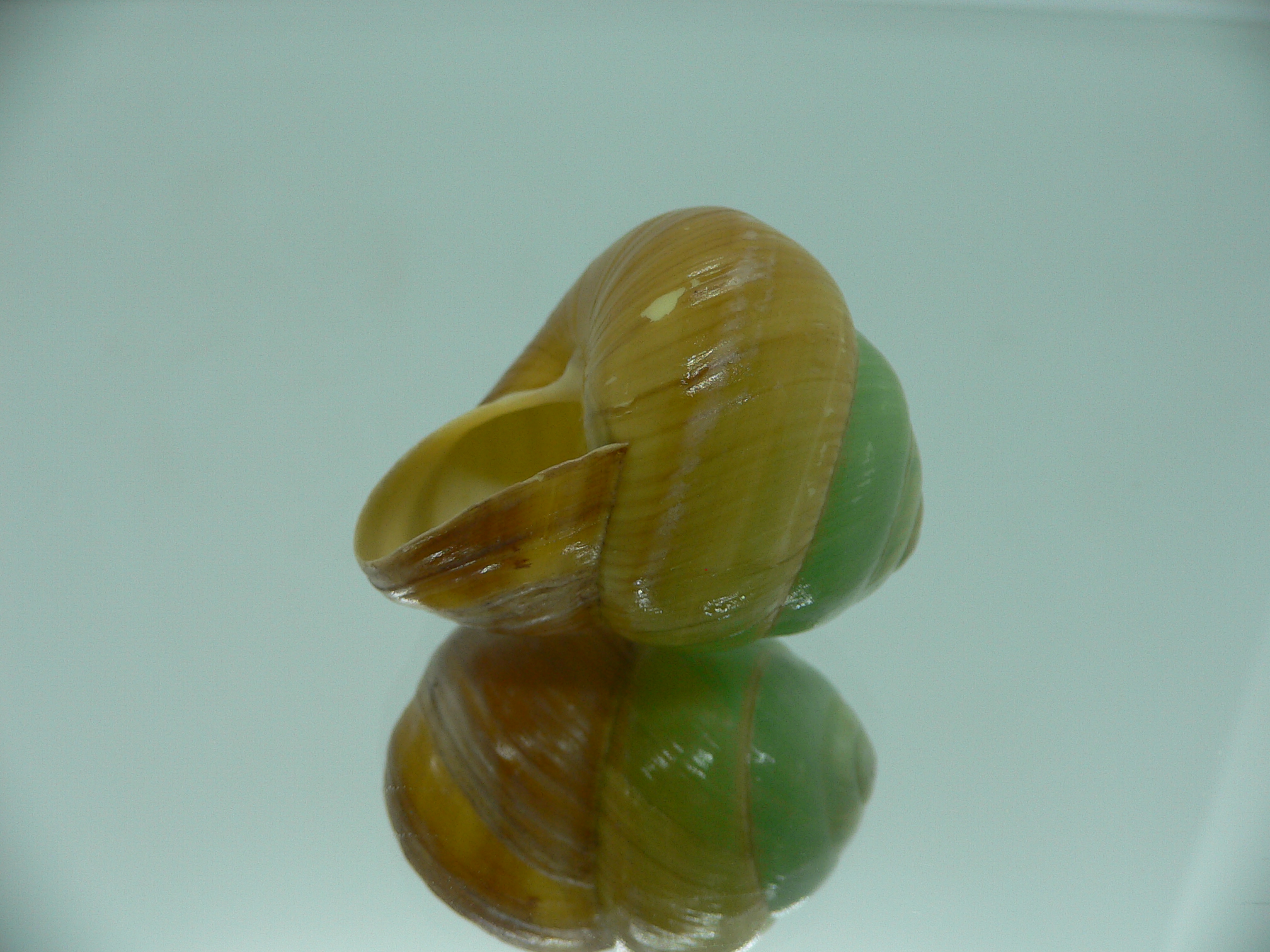 Asperitas bimaensis johnabbasi BIG & COLOR