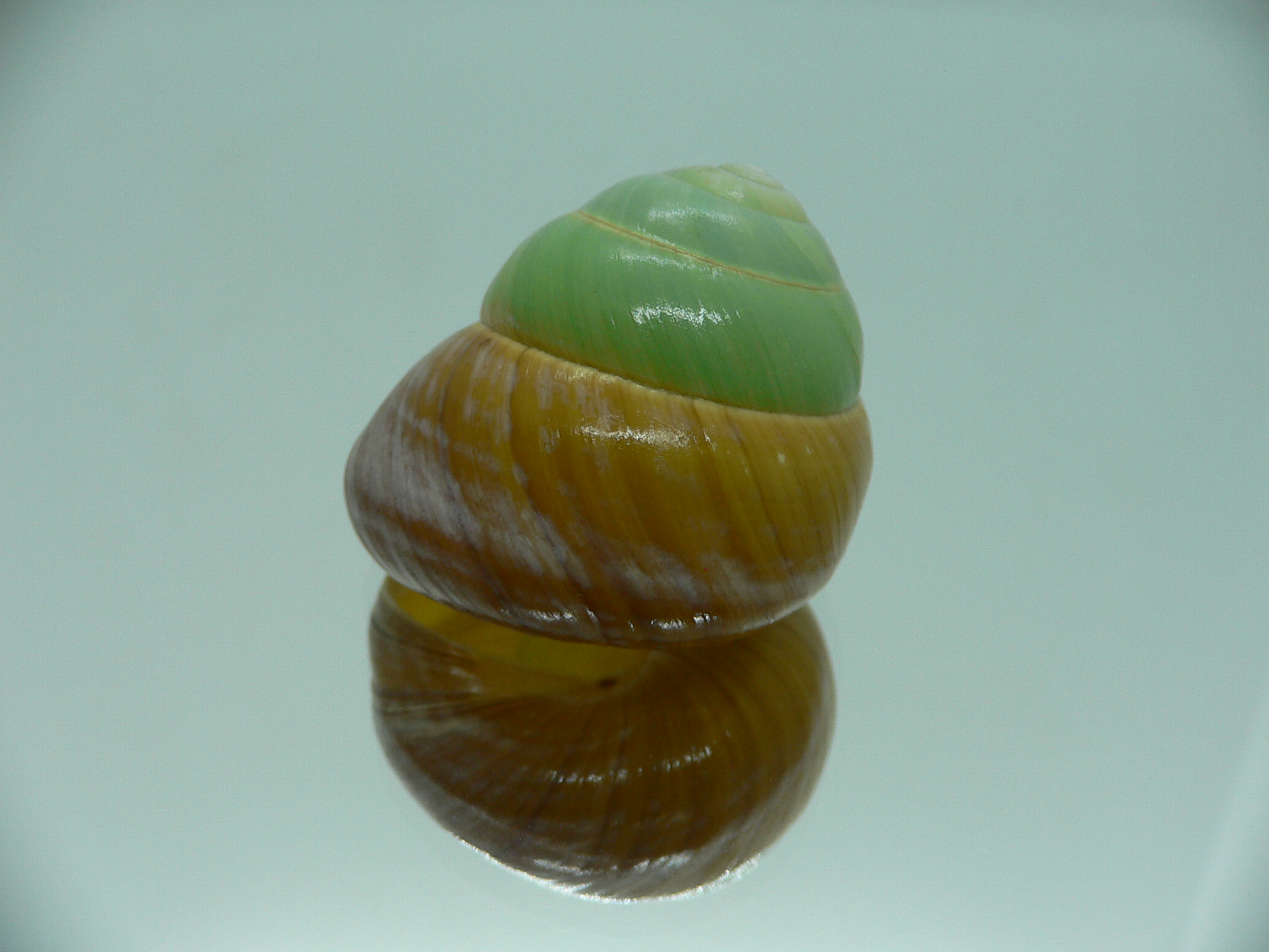 Asperitas bimaensis johnabbasi BIG & COLOR