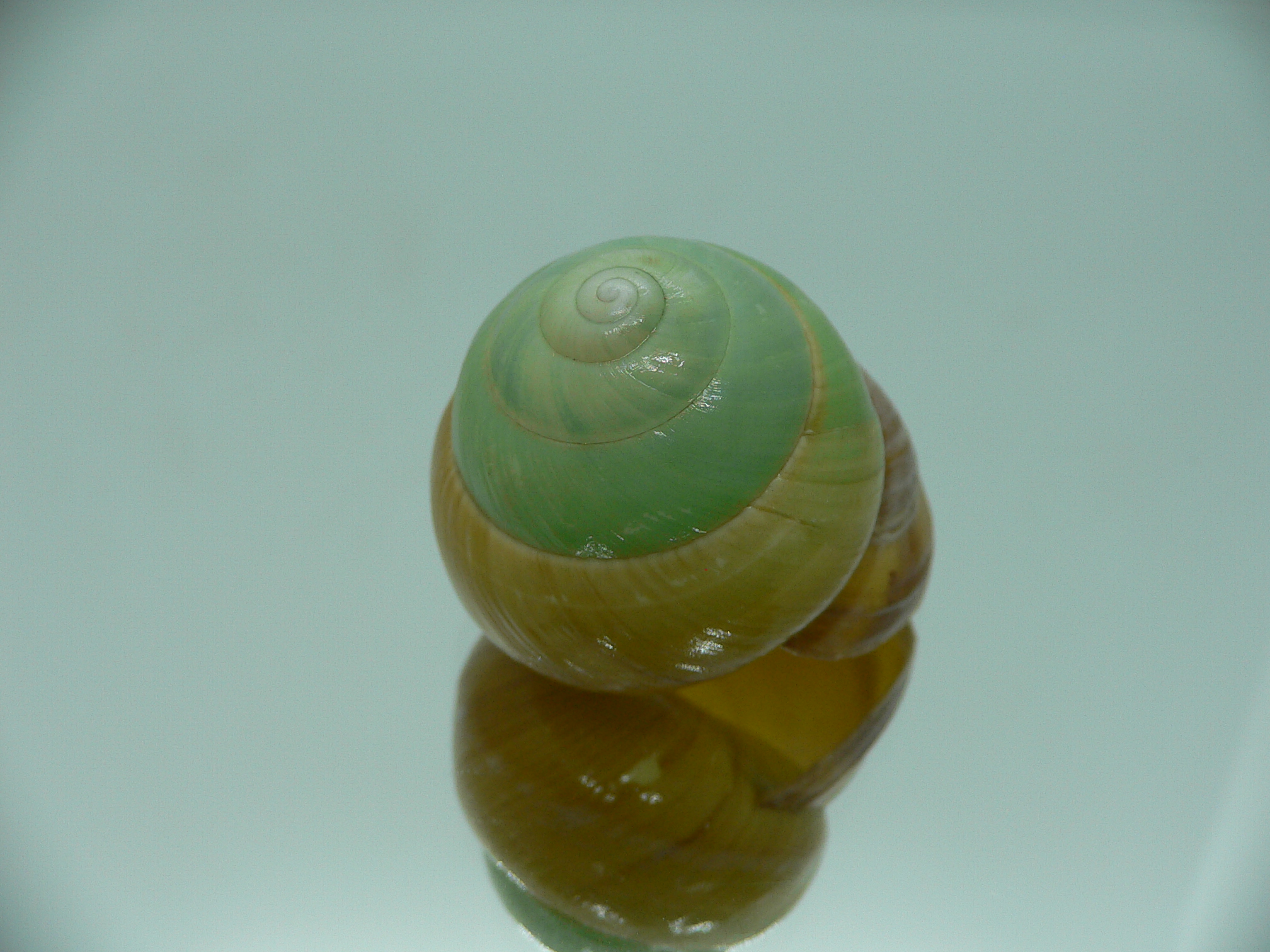 Asperitas bimaensis johnabbasi BIG & COLOR