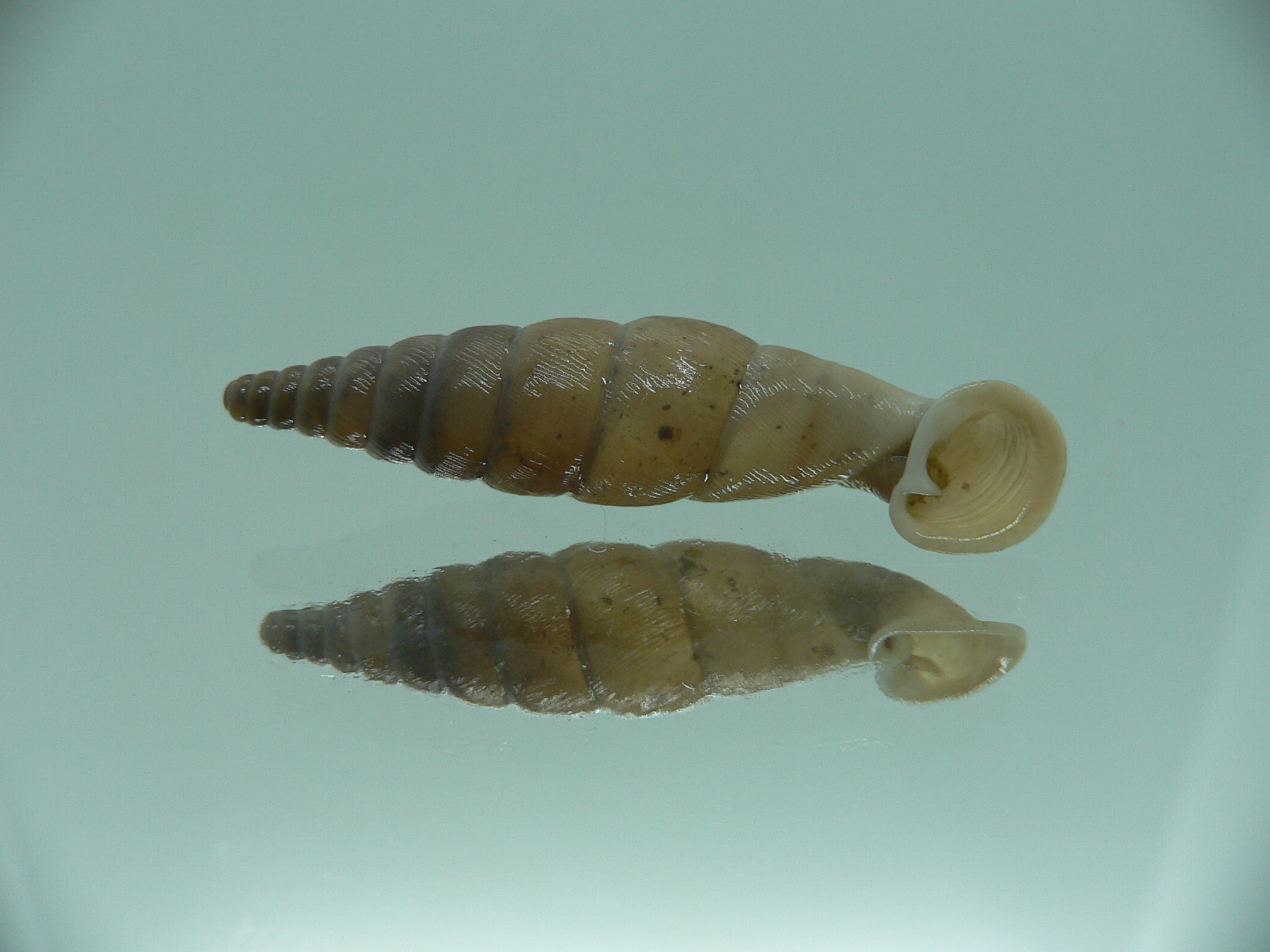 Grandinenia unicolor VERY BIG 1