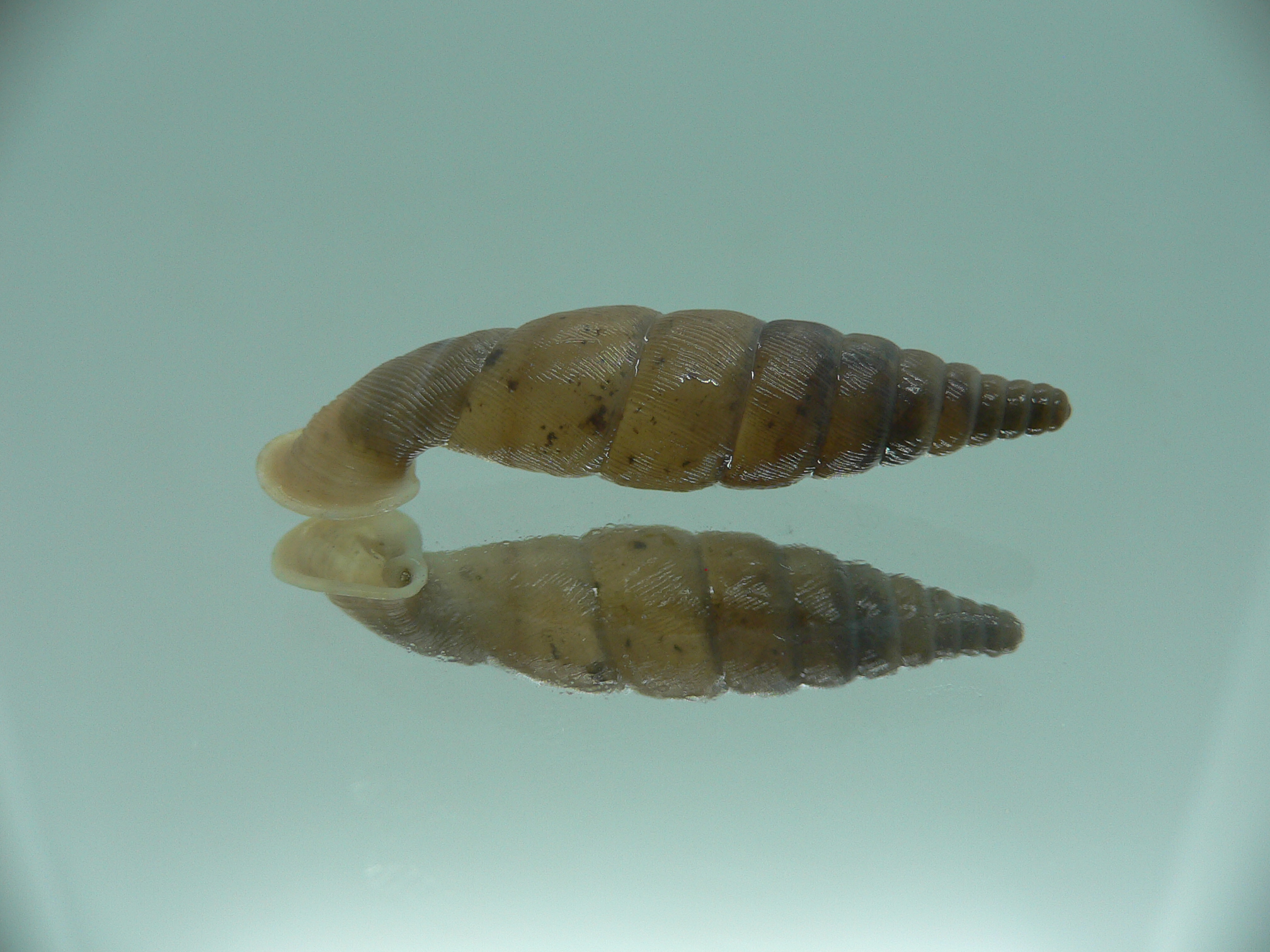 Grandinenia unicolor VERY BIG 1