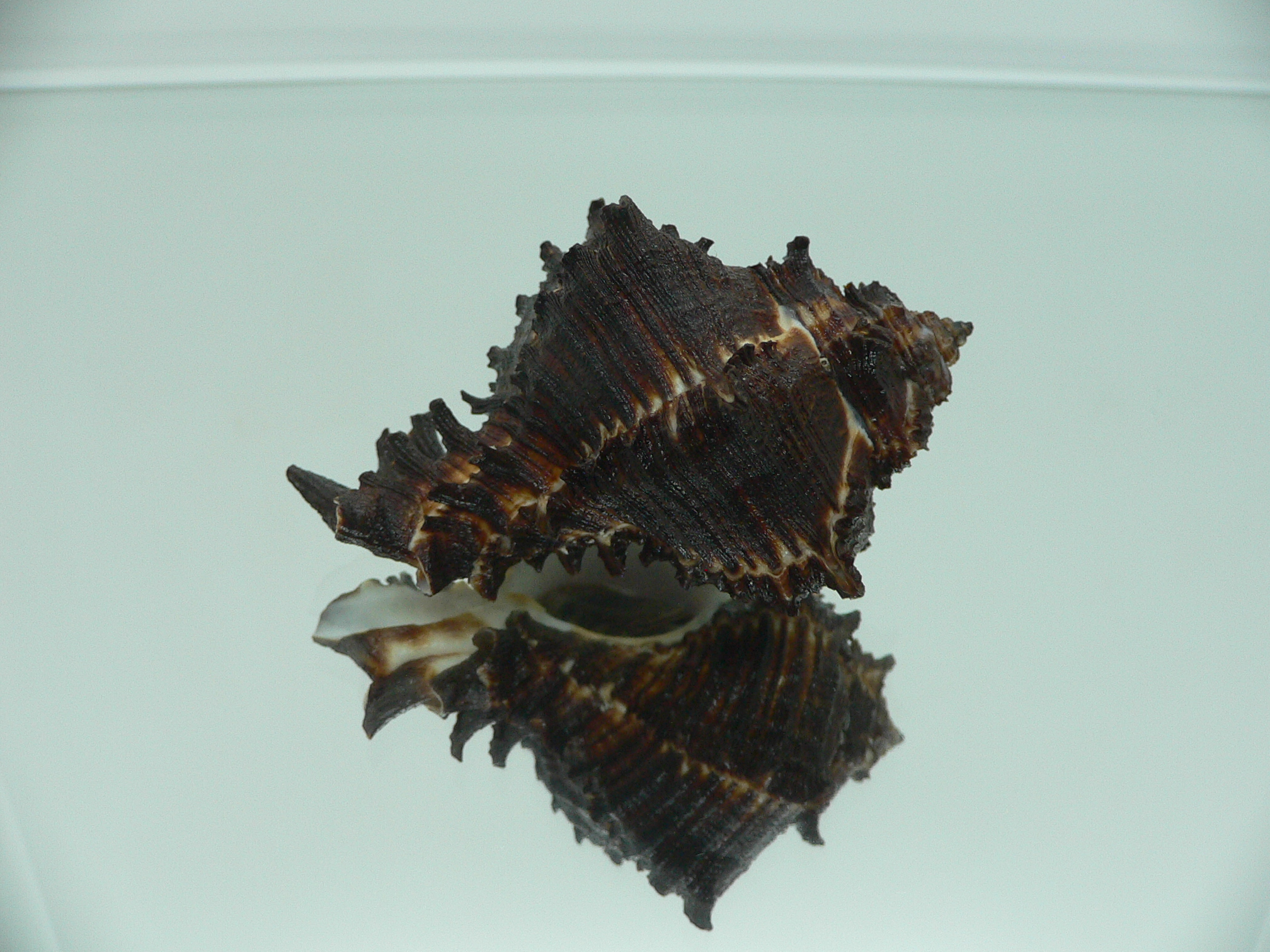 Hexaplex cichoreum depressospinosus BLACK