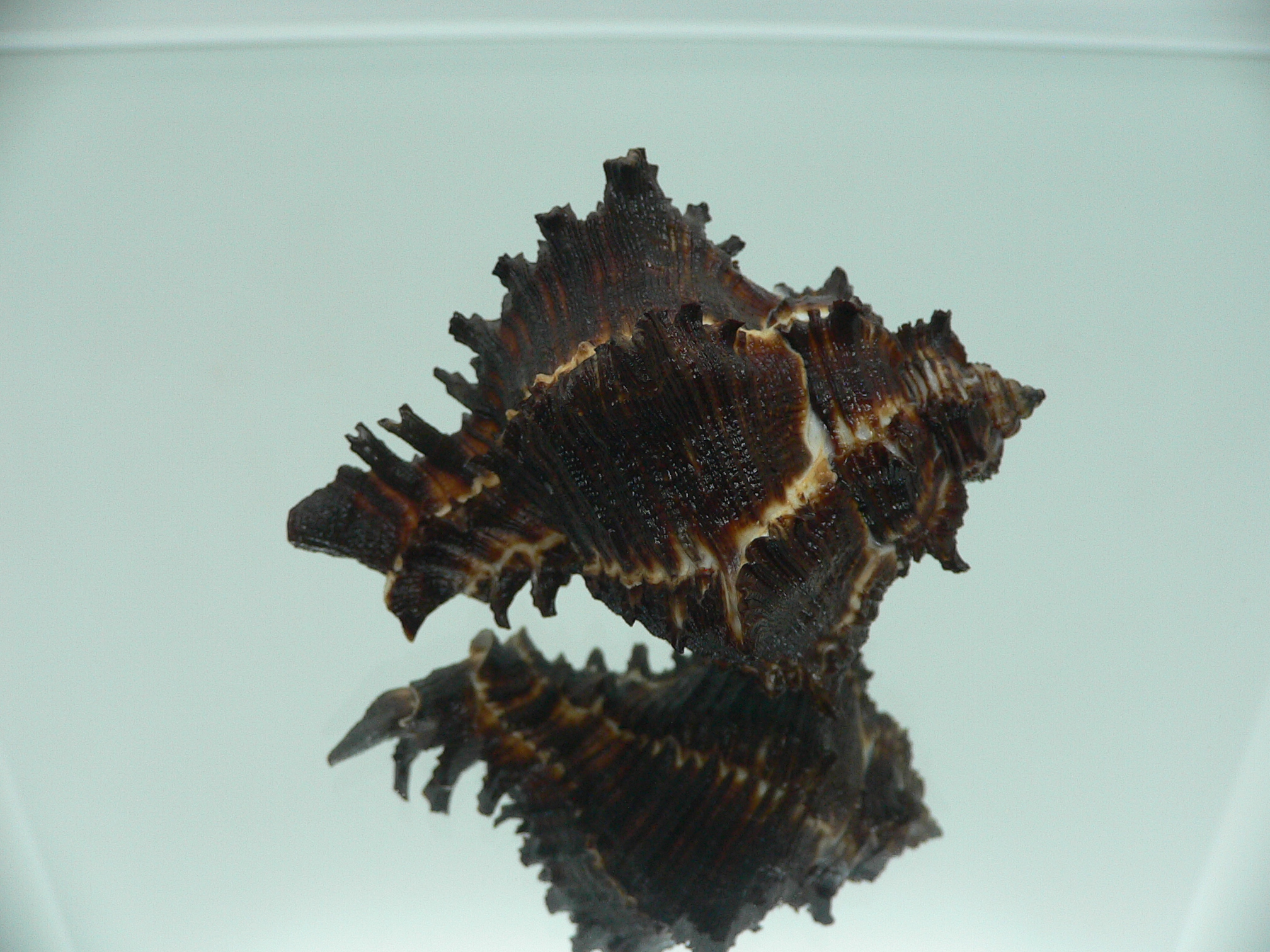 Hexaplex cichoreum depressospinosus BLACK