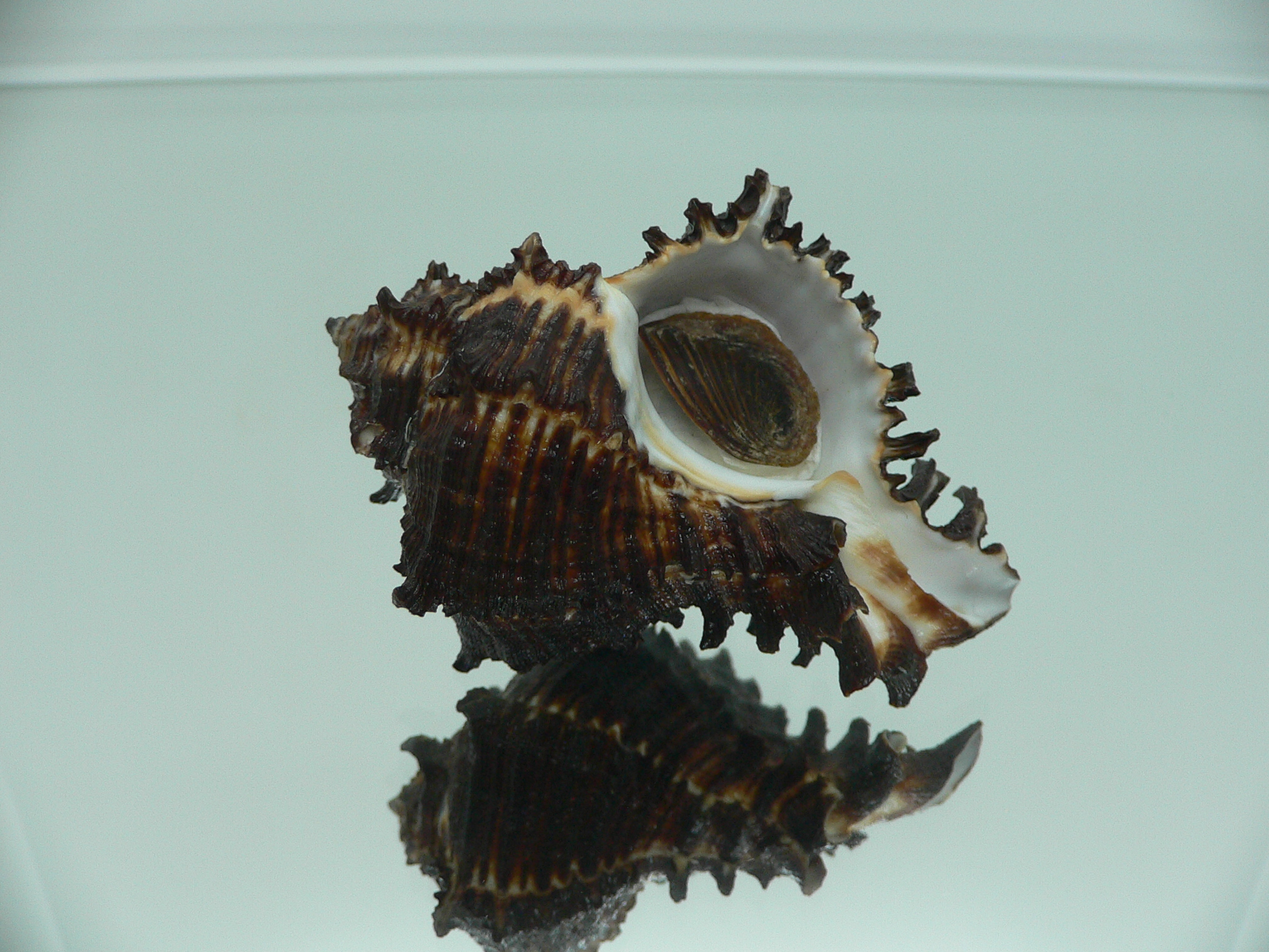 Hexaplex cichoreum depressospinosus BLACK