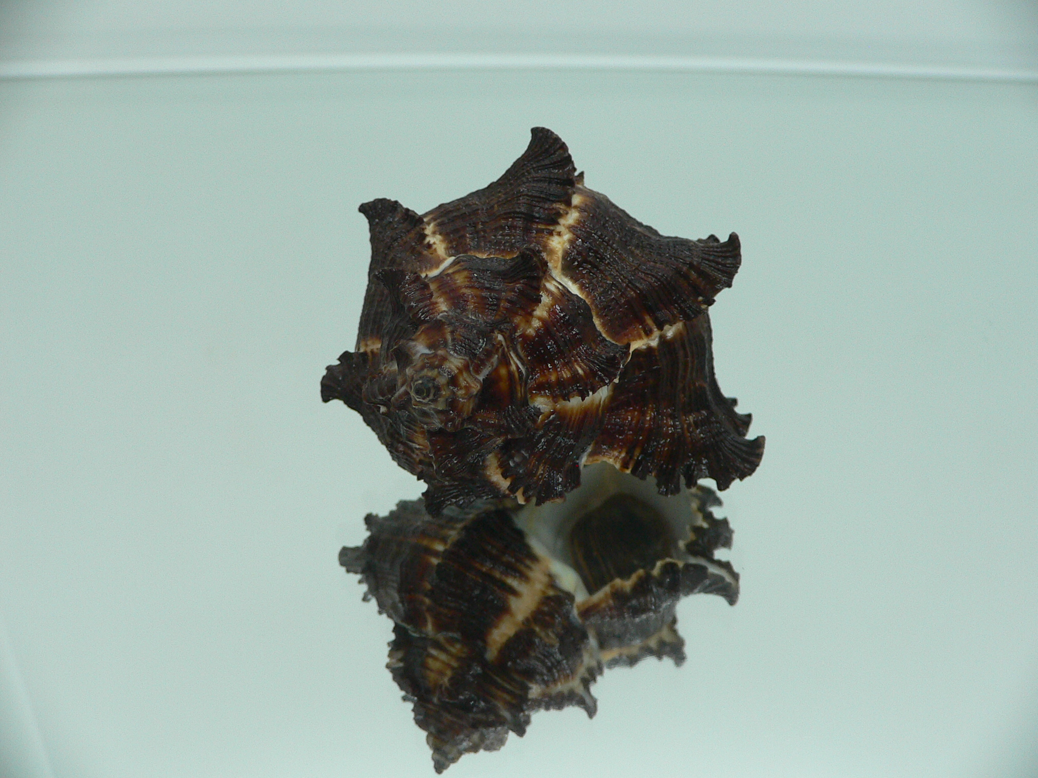 Hexaplex cichoreum depressospinosus BLACK