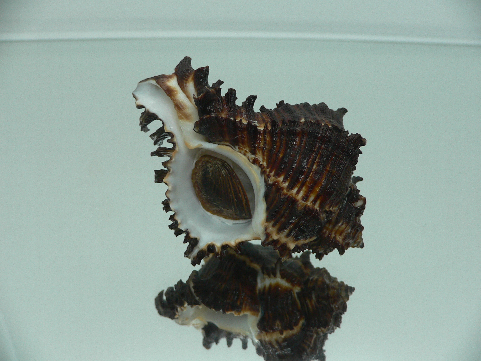 Hexaplex cichoreum depressospinosus BLACK