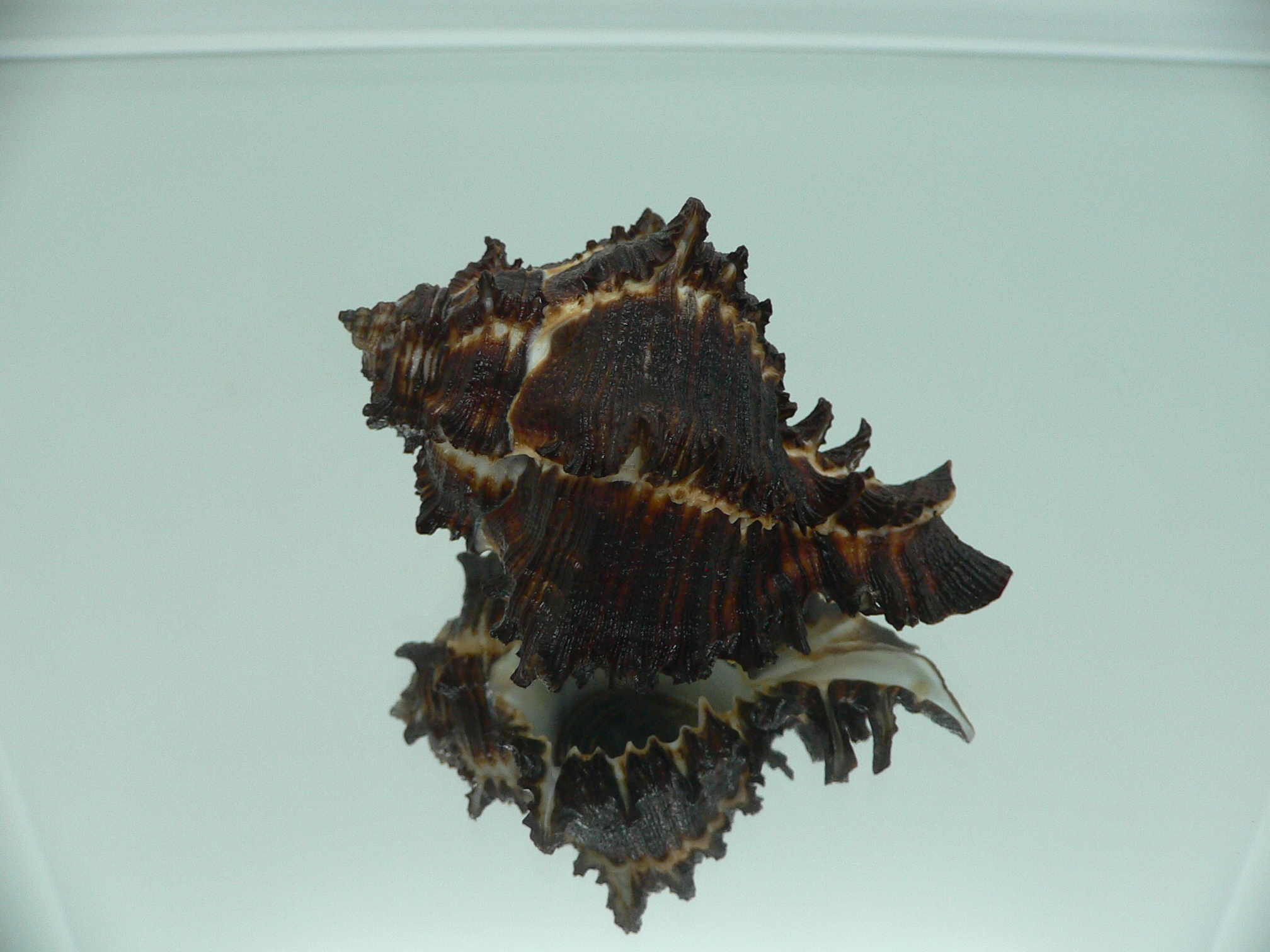 Hexaplex cichoreum depressospinosus BLACK