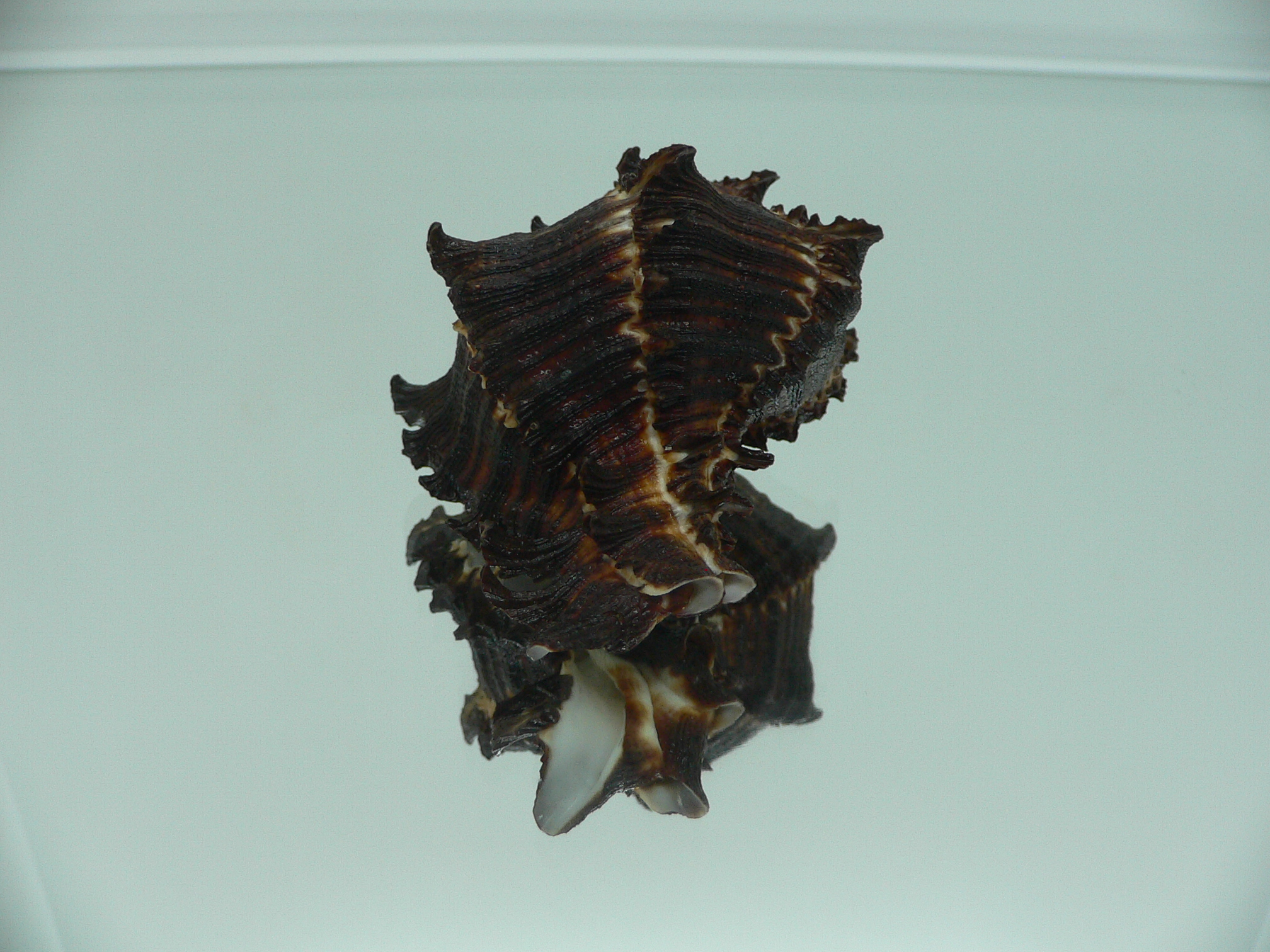Hexaplex cichoreum depressospinosus BLACK