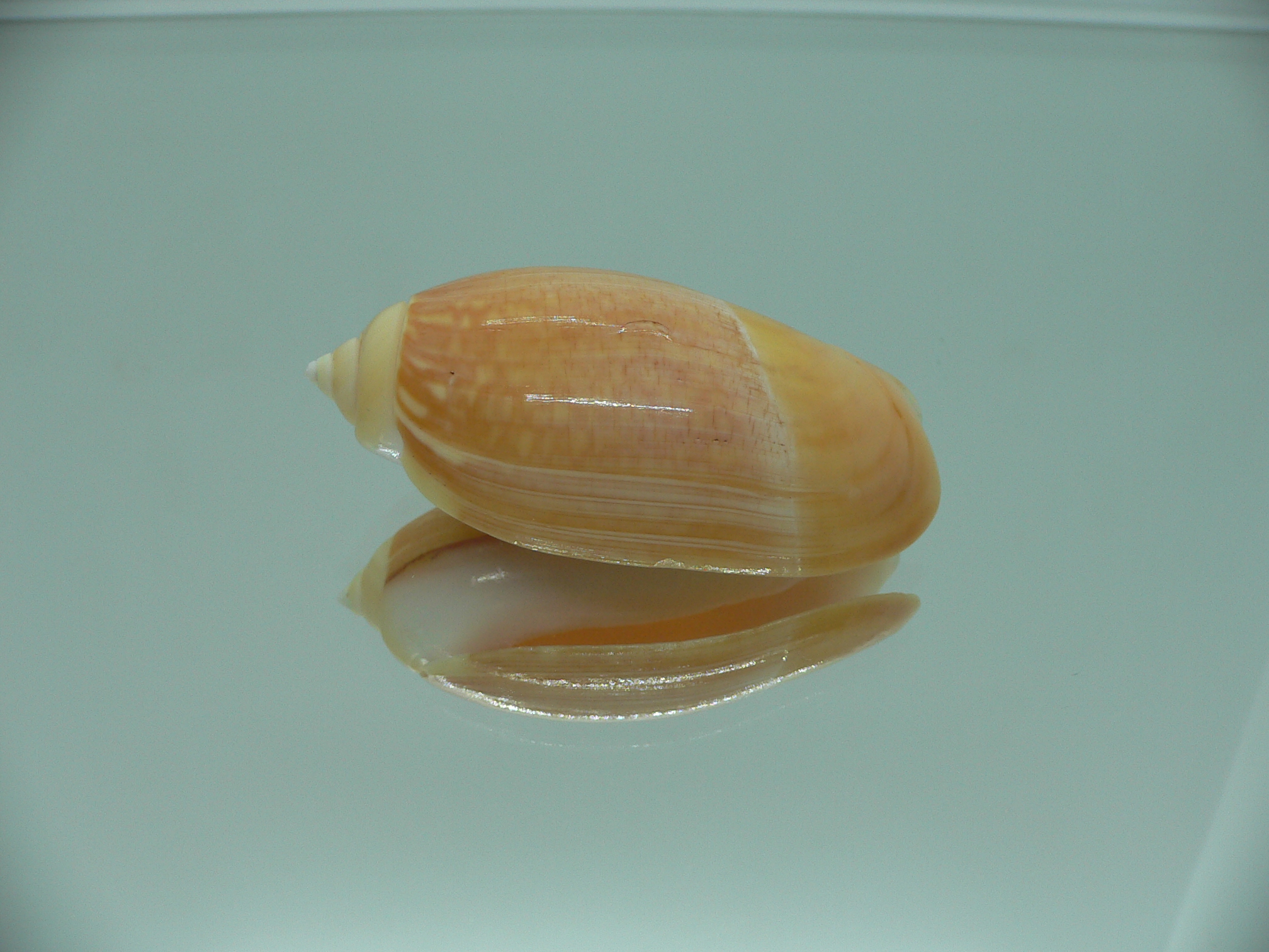 Agaronia gibbosa flavescens (var.)