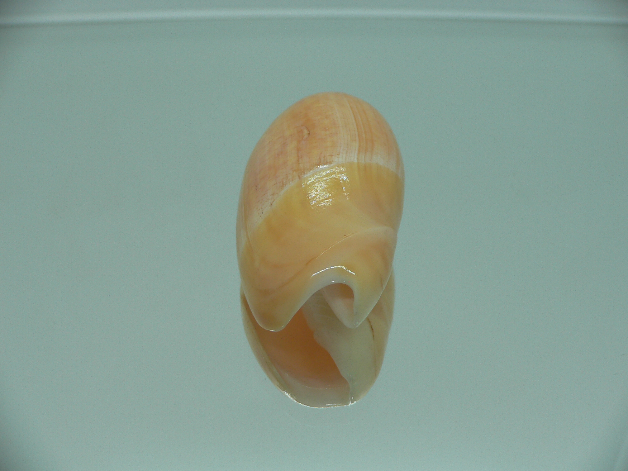Agaronia gibbosa flavescens (var.)