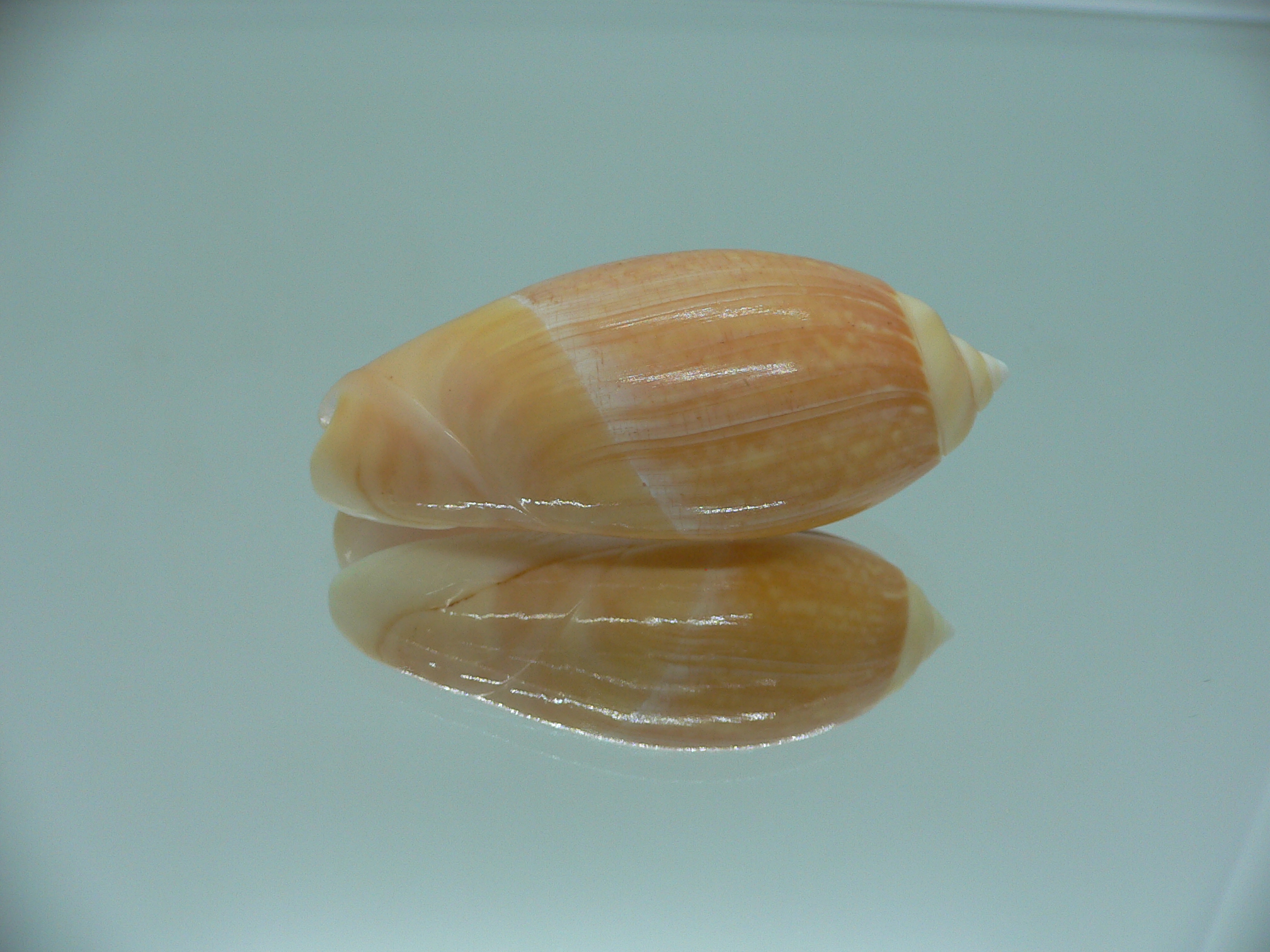 Agaronia gibbosa flavescens (var.)