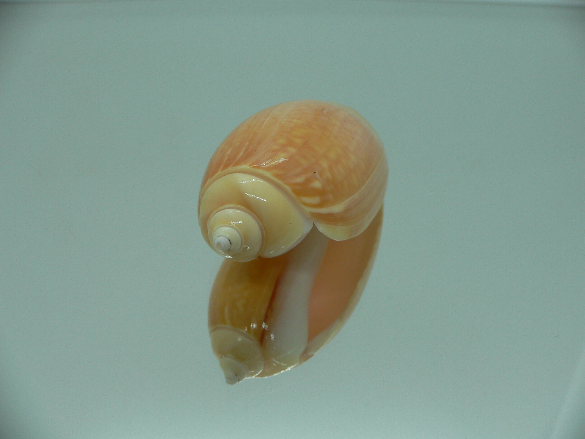 Agaronia gibbosa flavescens (var.)