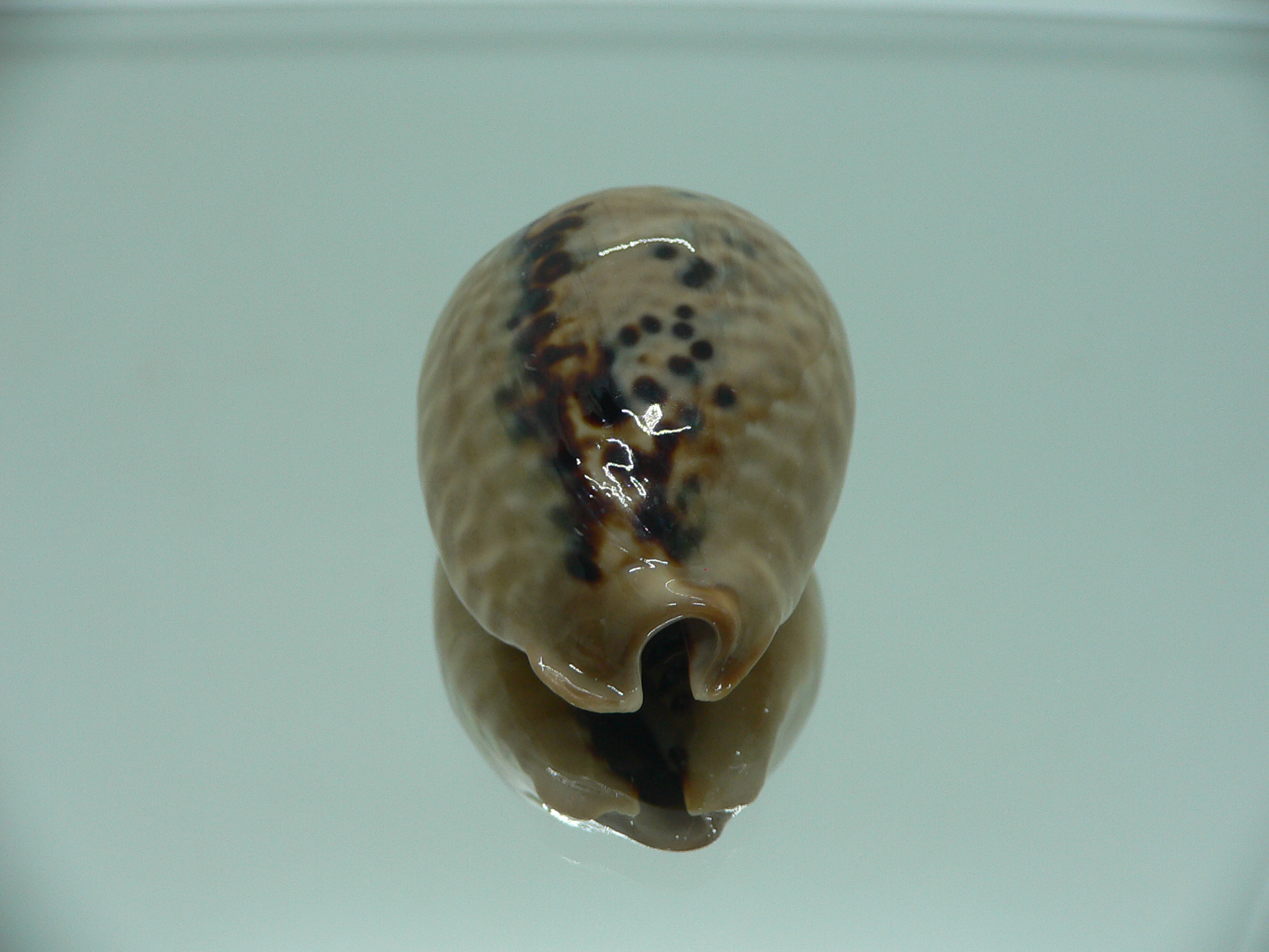 Cypraea mus mus 3