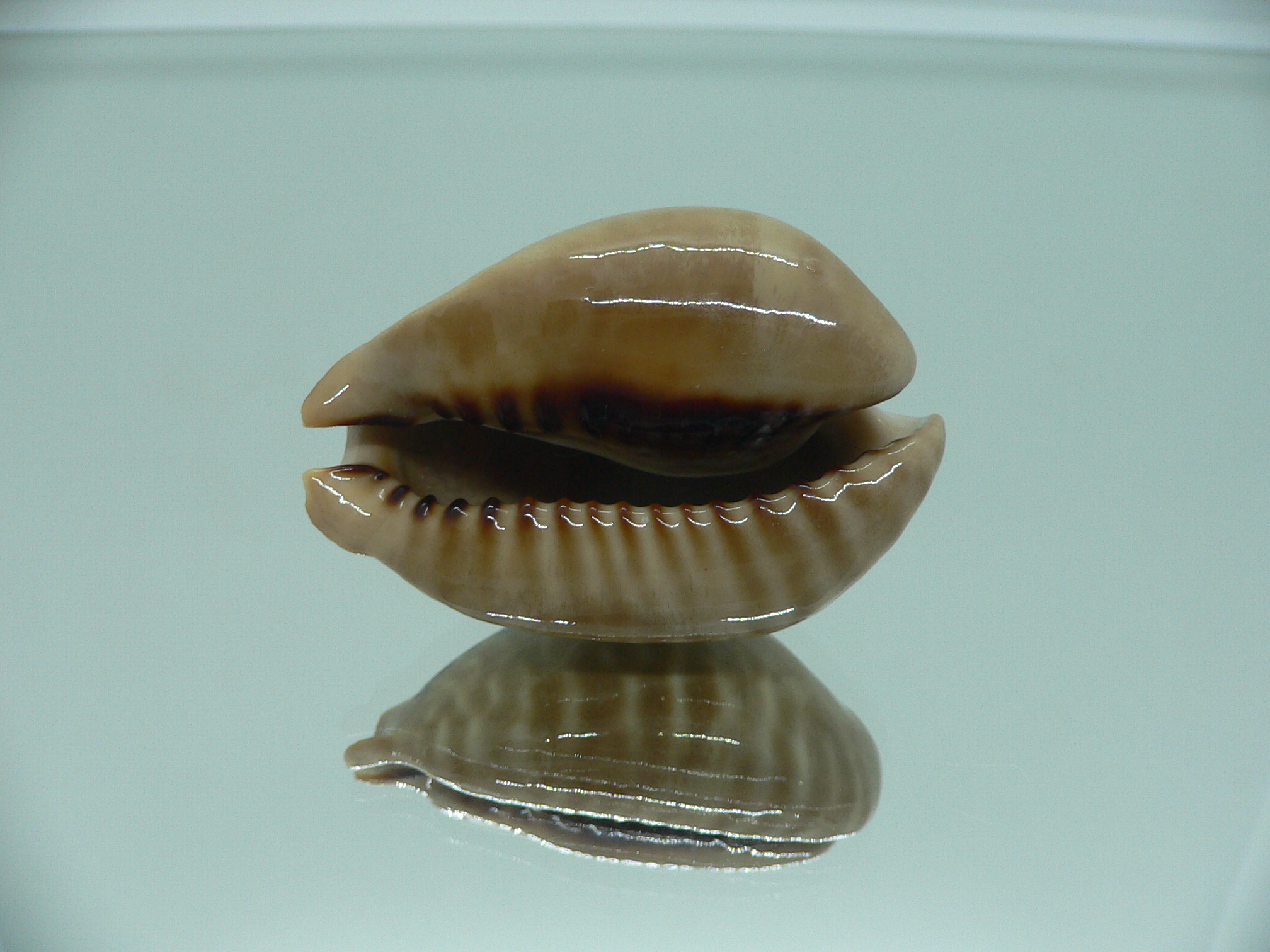 Cypraea mus mus 3