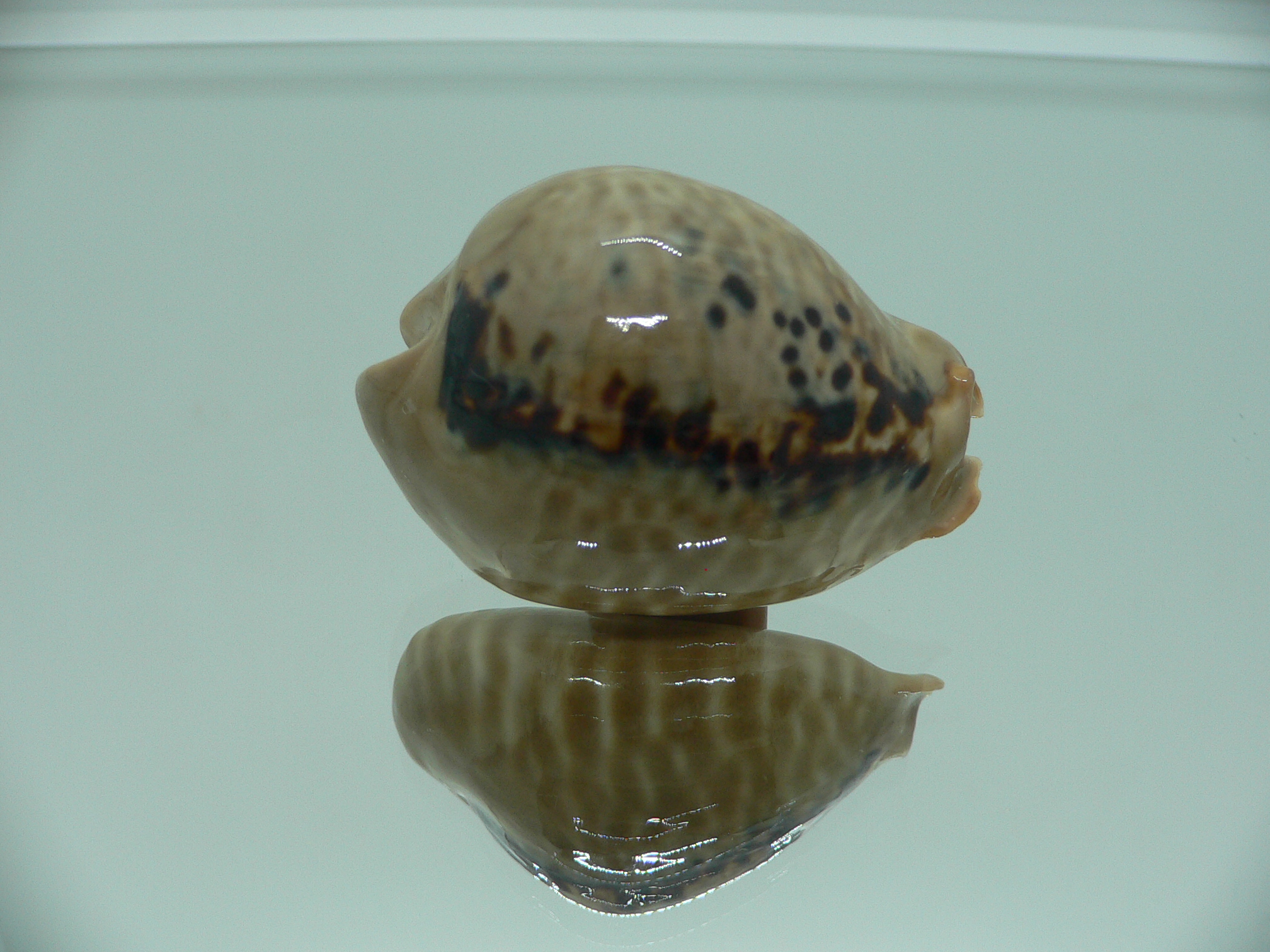 Cypraea mus mus 3
