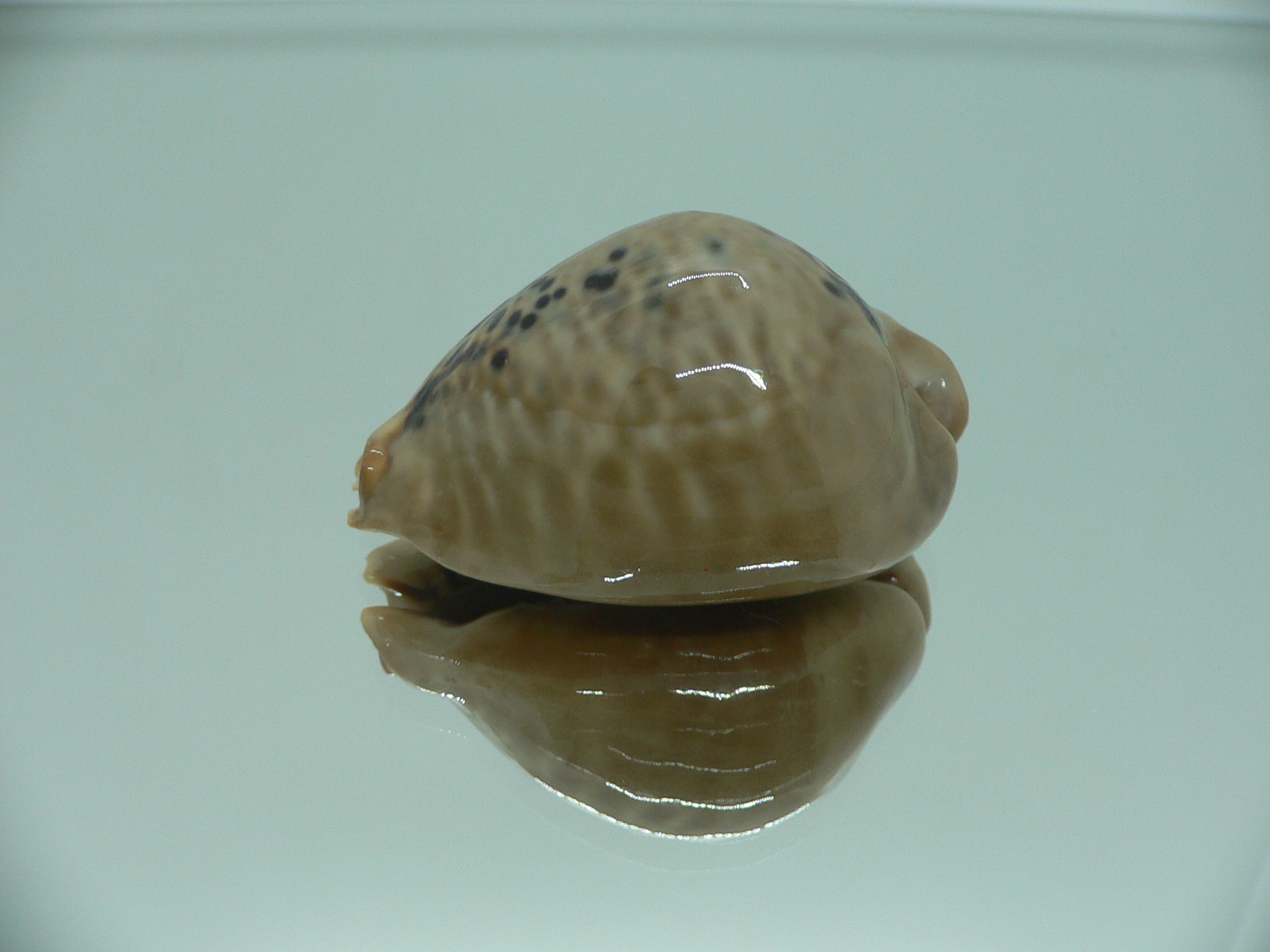 Cypraea mus mus 3