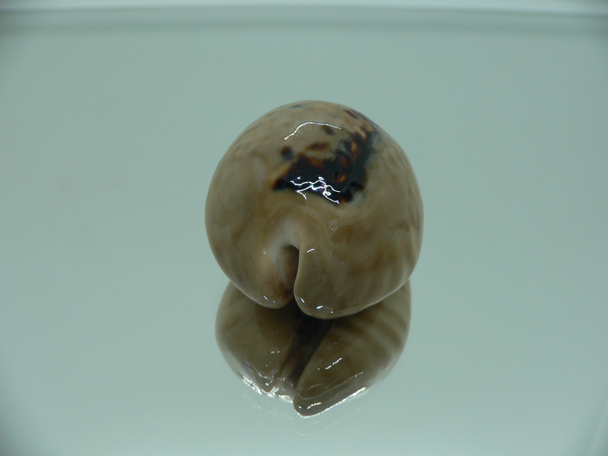 Cypraea mus mus 3