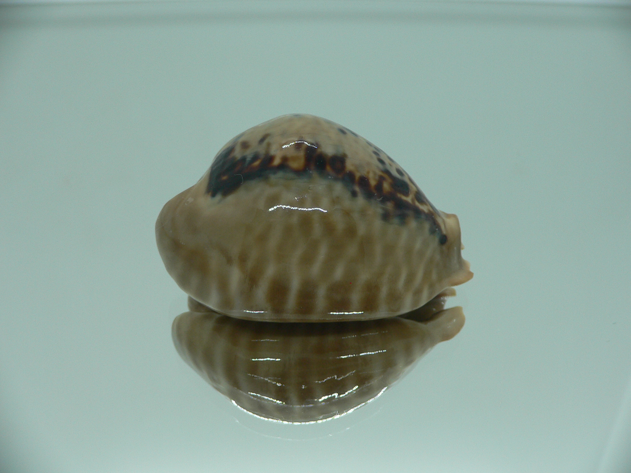 Cypraea mus mus 3
