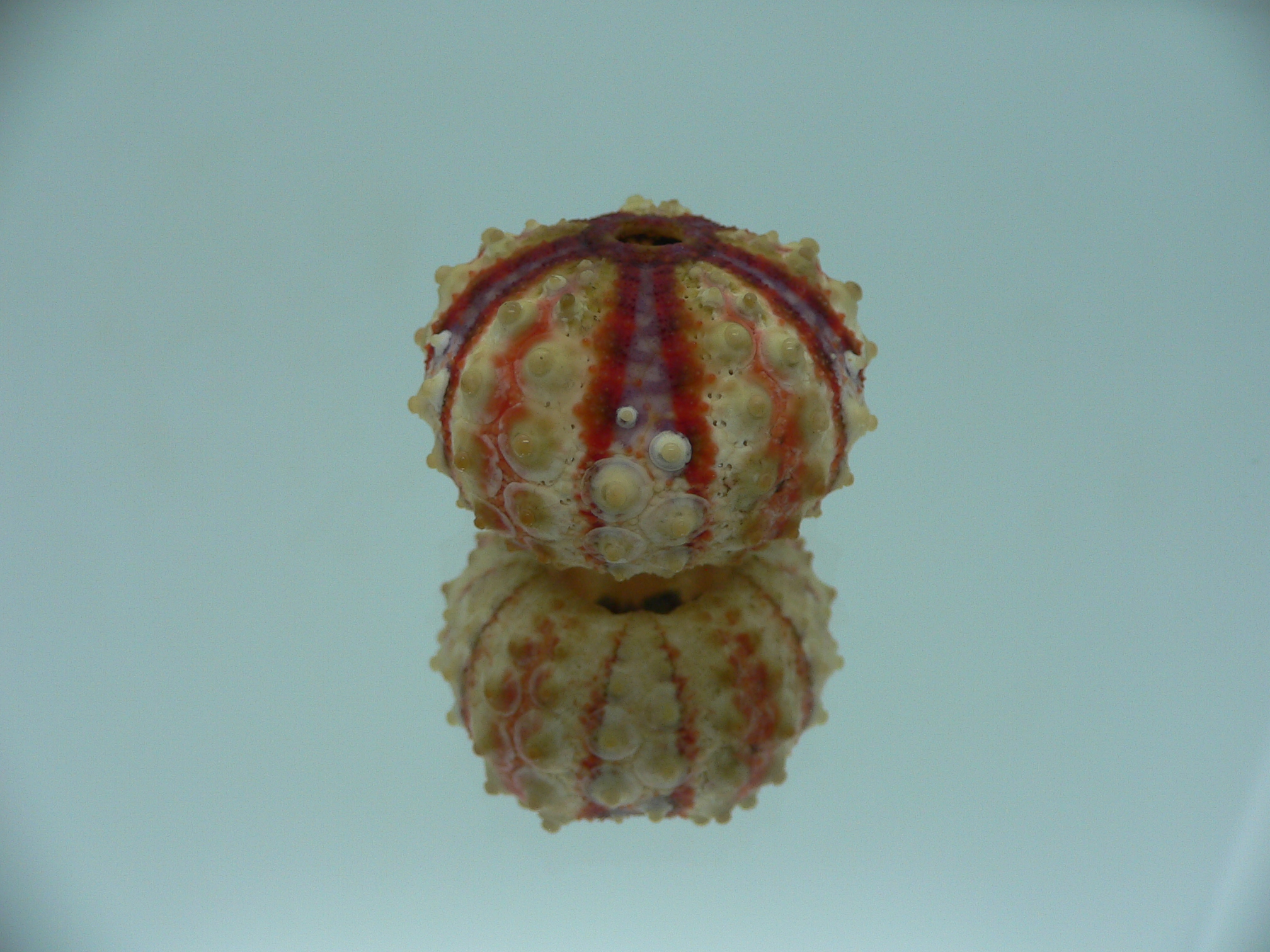 Coelopleurus granulatus SUPER COLOR