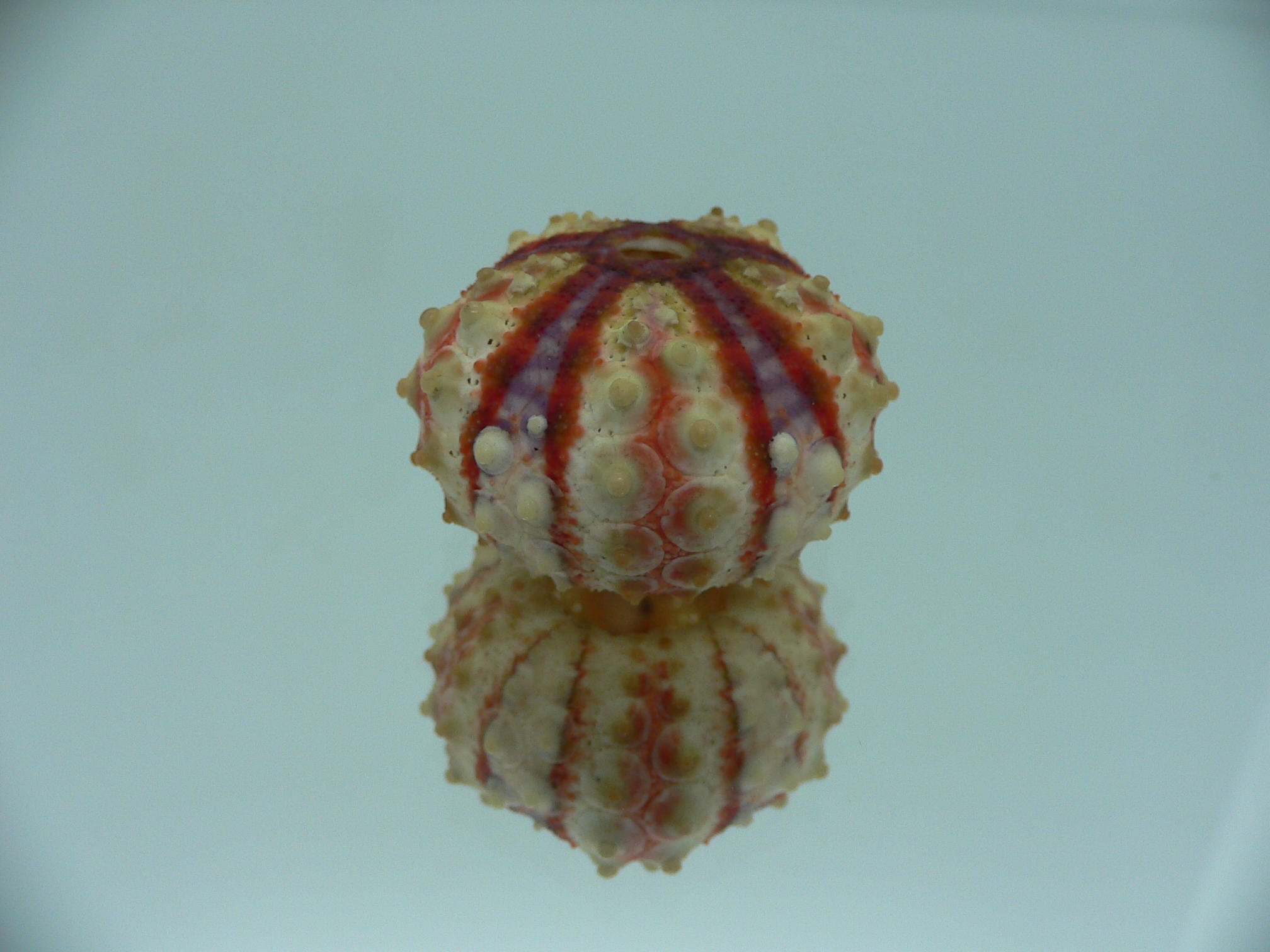 Coelopleurus granulatus SUPER COLOR