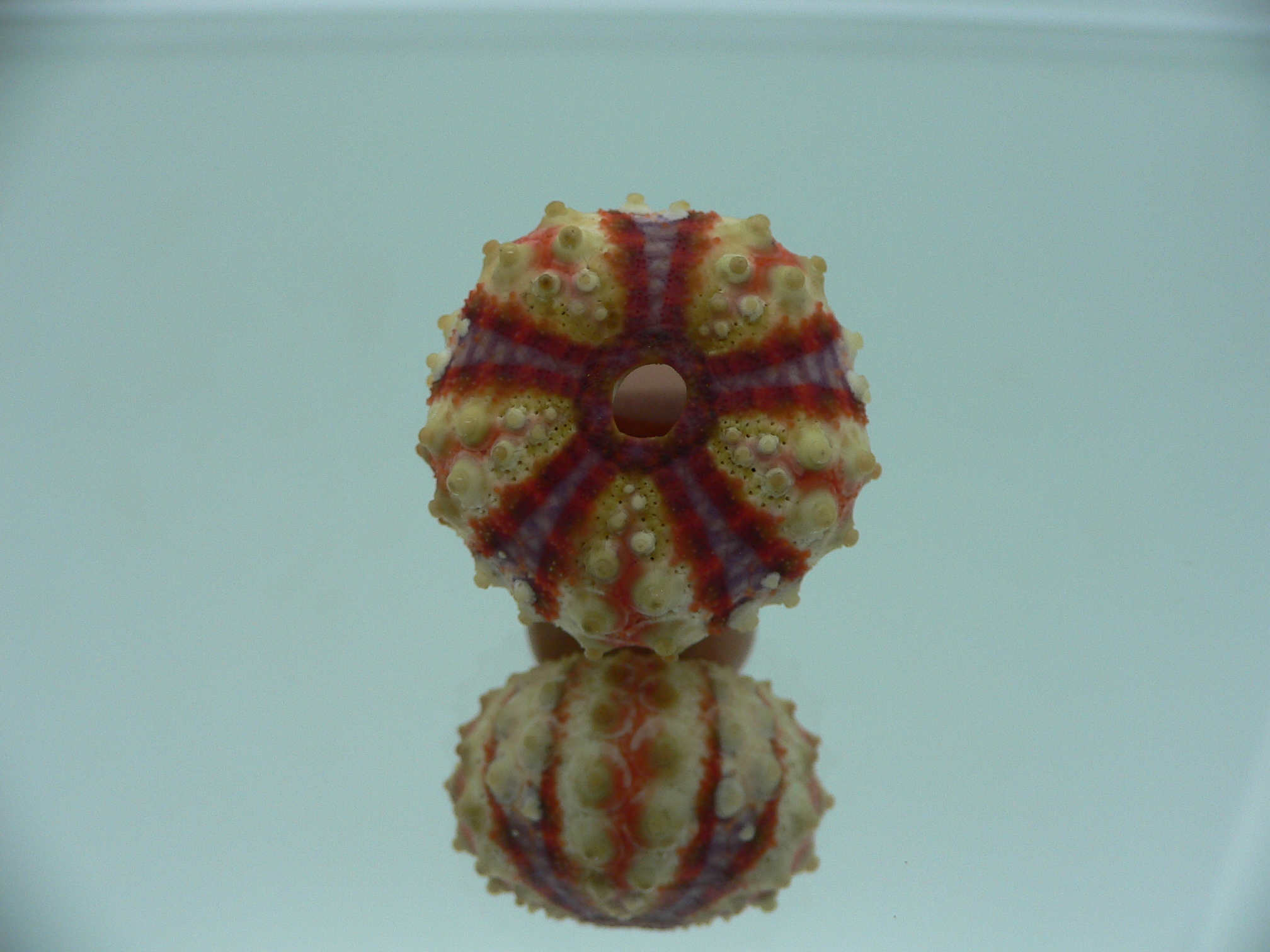 Coelopleurus granulatus SUPER COLOR