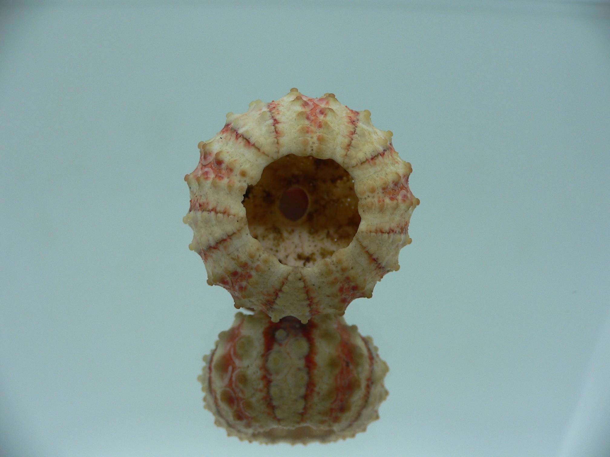 Coelopleurus granulatus SUPER COLOR