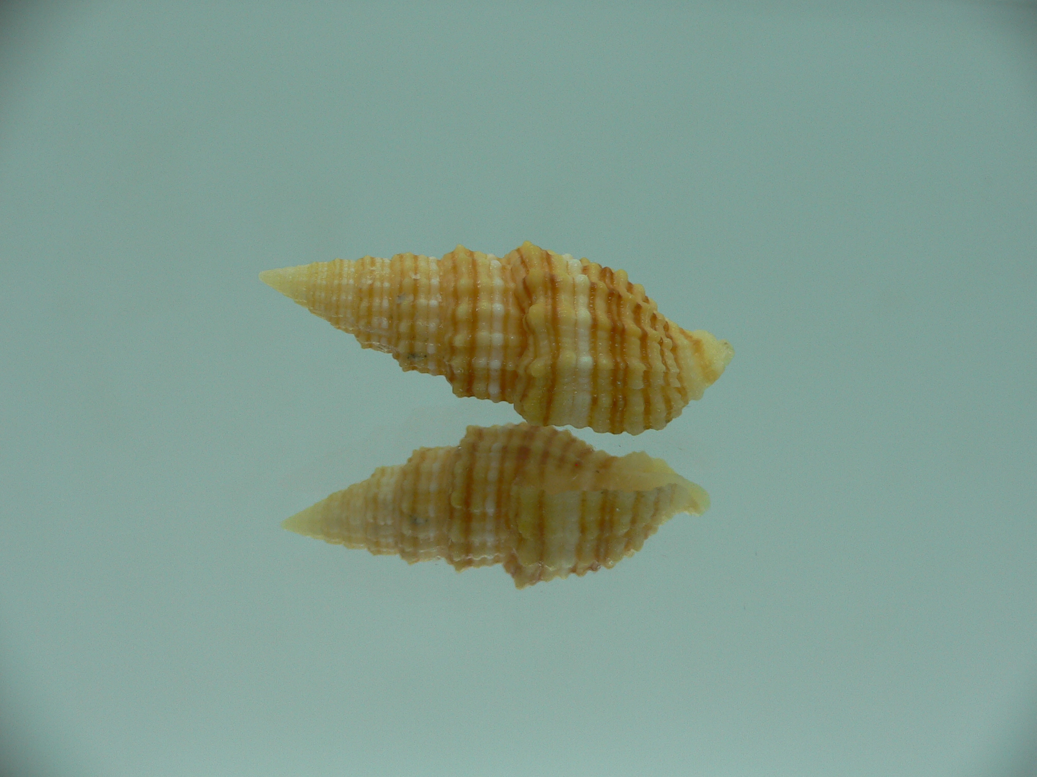 Vexillum concentricum RARE & YELLOW