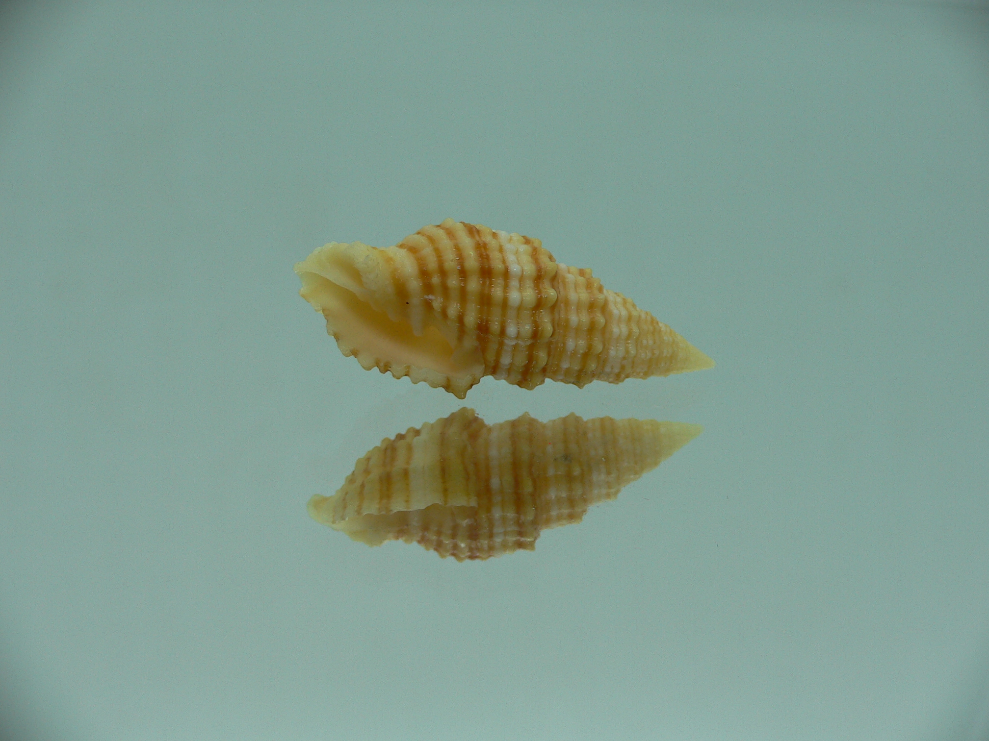 Vexillum concentricum RARE & YELLOW