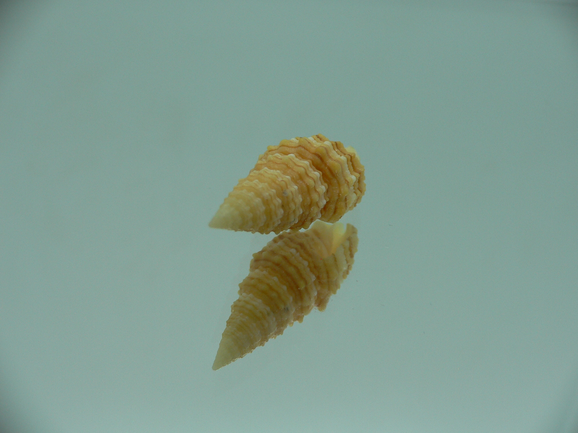 Vexillum concentricum RARE & YELLOW