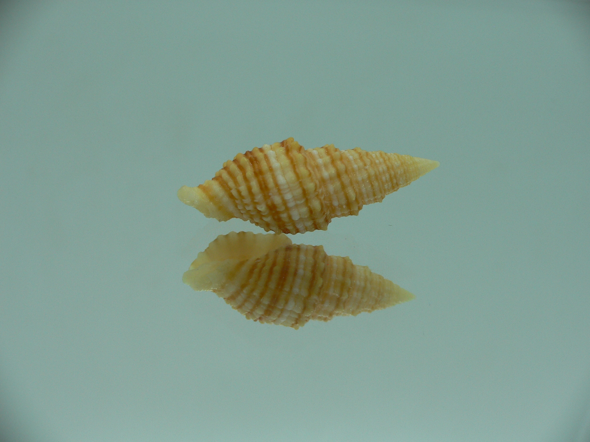 Vexillum concentricum RARE & YELLOW