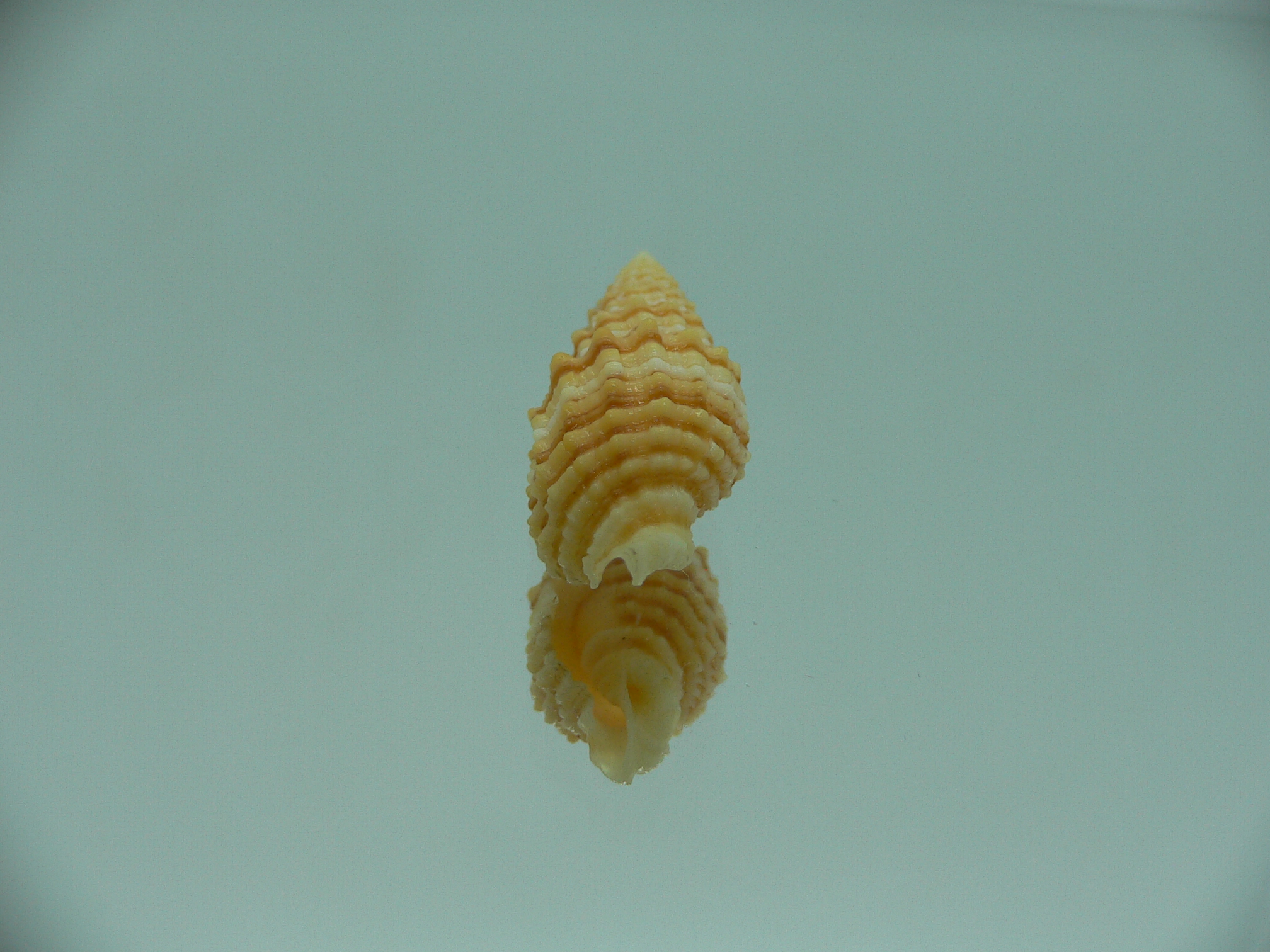 Vexillum concentricum RARE & YELLOW