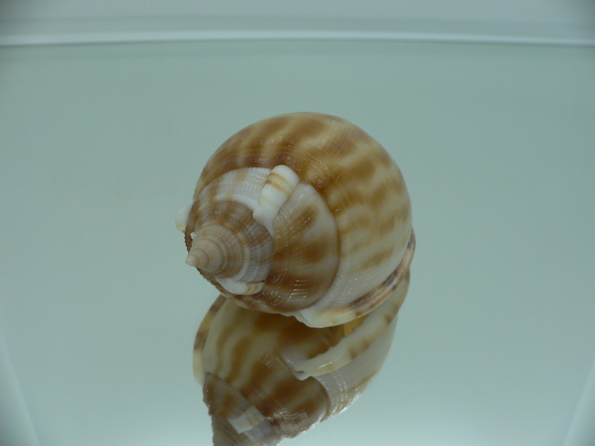 Phalium muangmani  RUSTRY