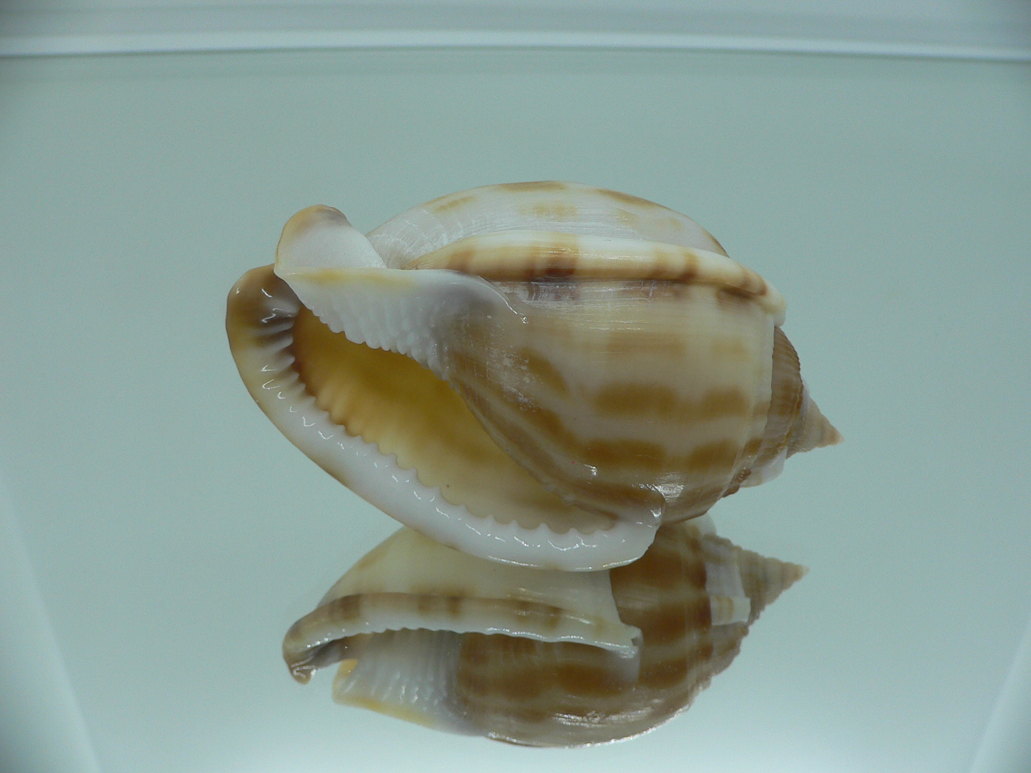Phalium muangmani  RUSTRY