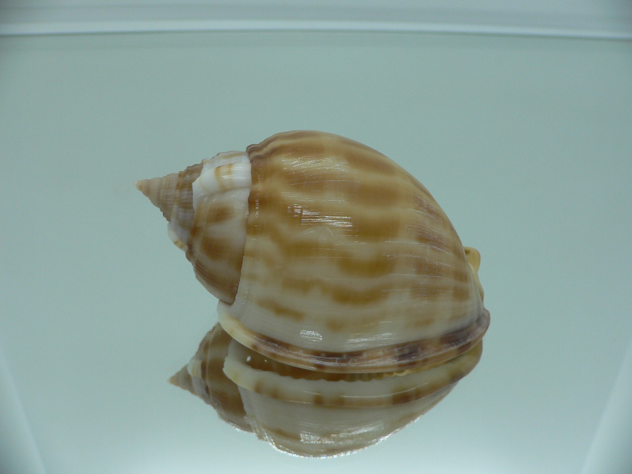 Phalium muangmani  RUSTRY