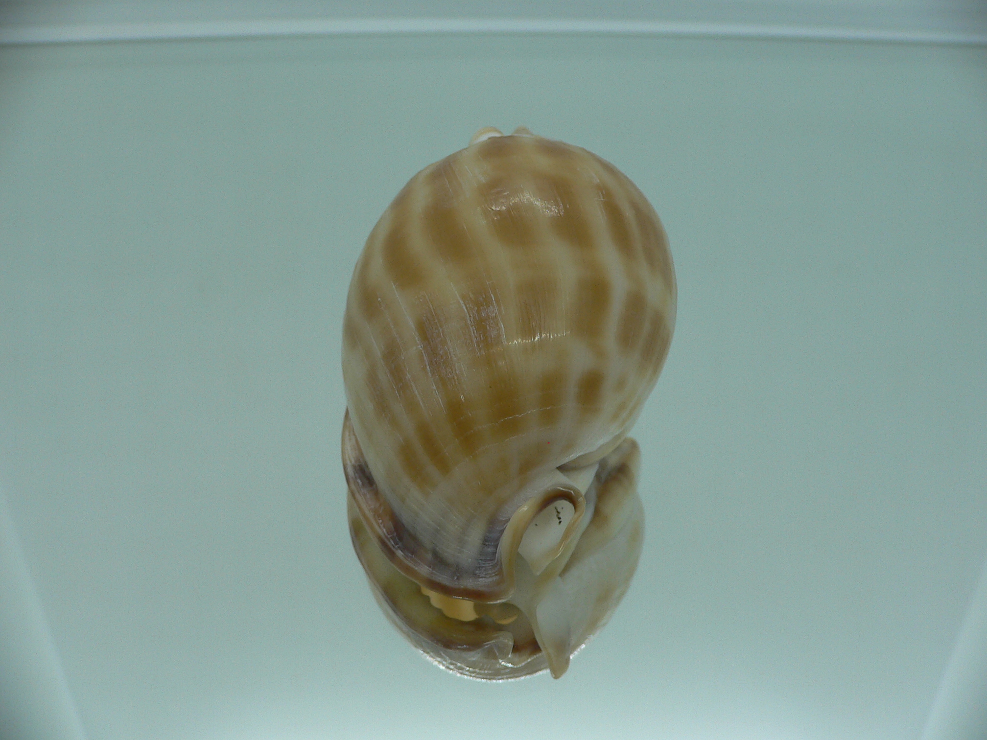 Phalium muangmani  RUSTRY