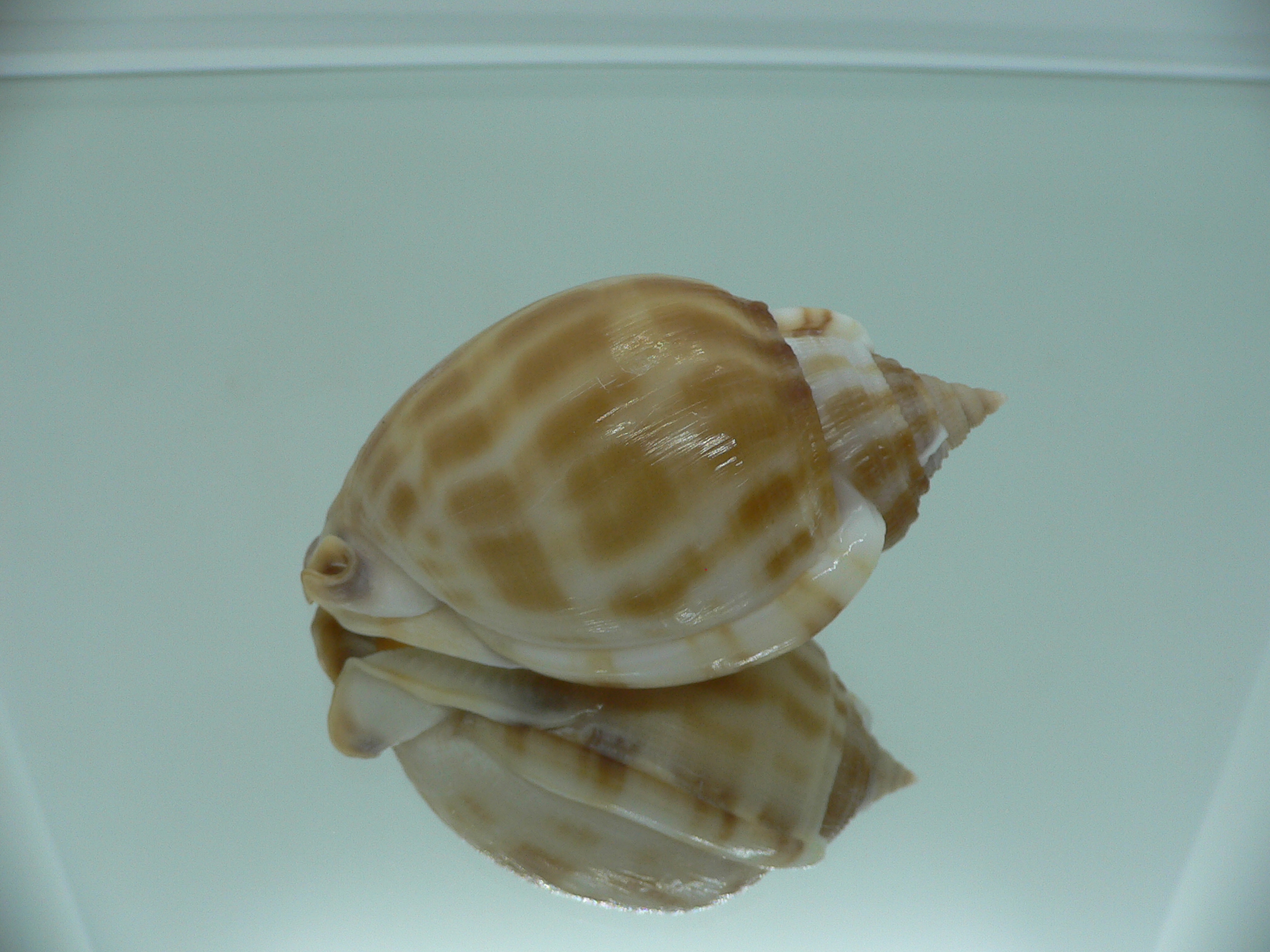 Phalium muangmani  RUSTRY