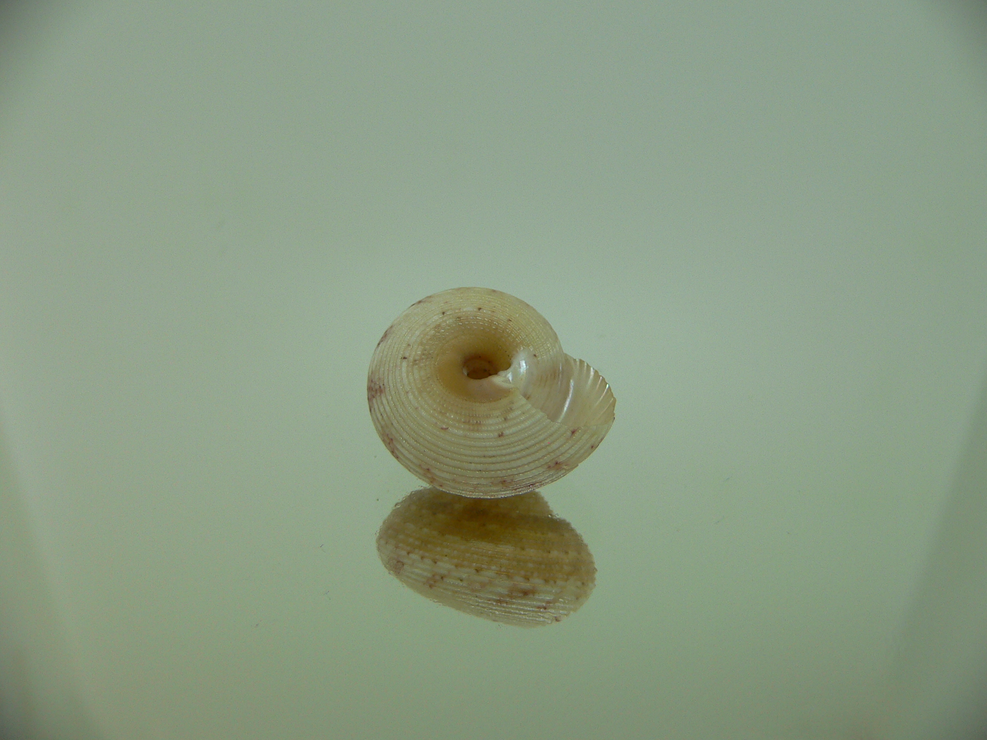 Monilea belcheri CREAM