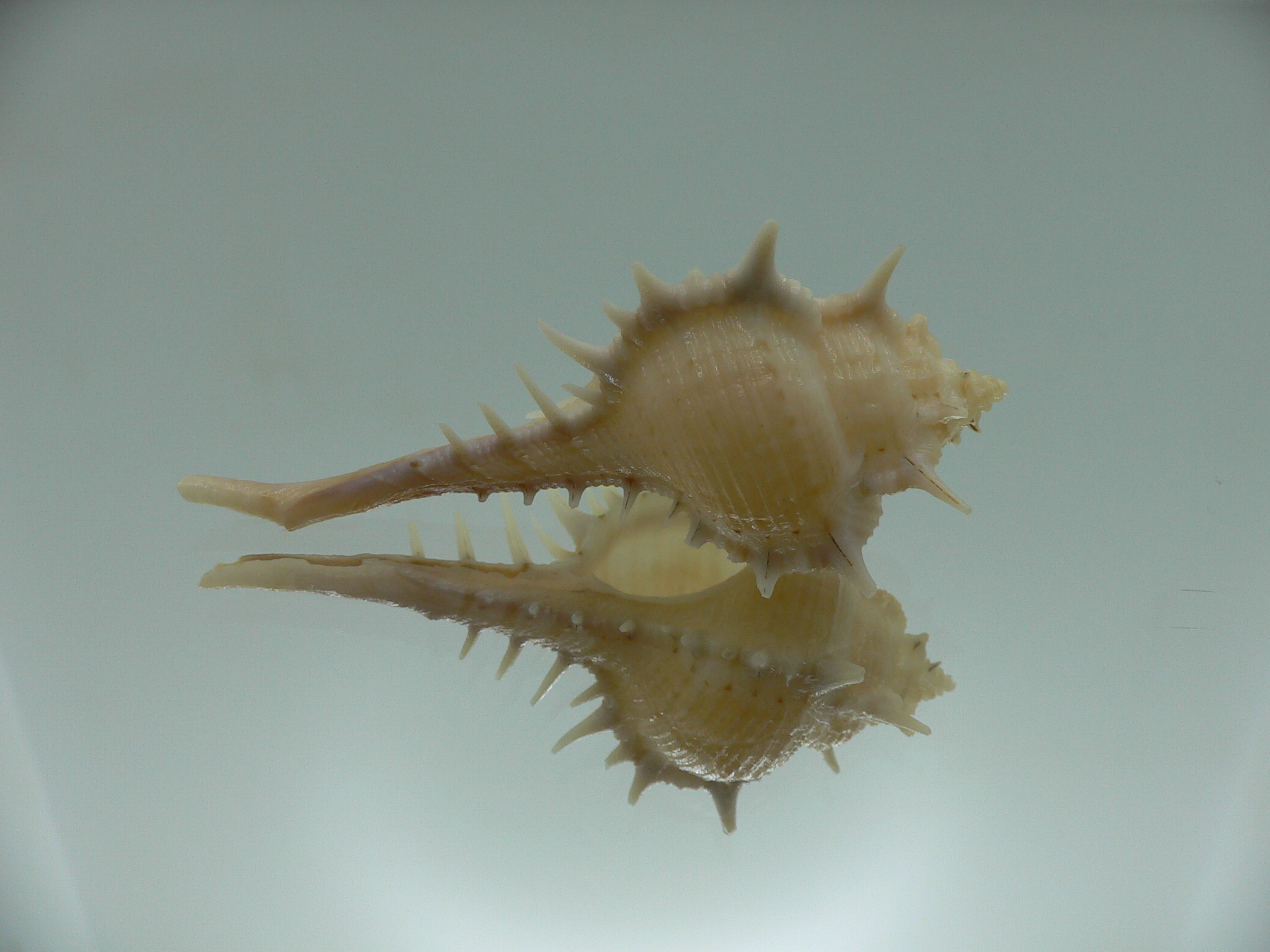 Murex cf. indicus
